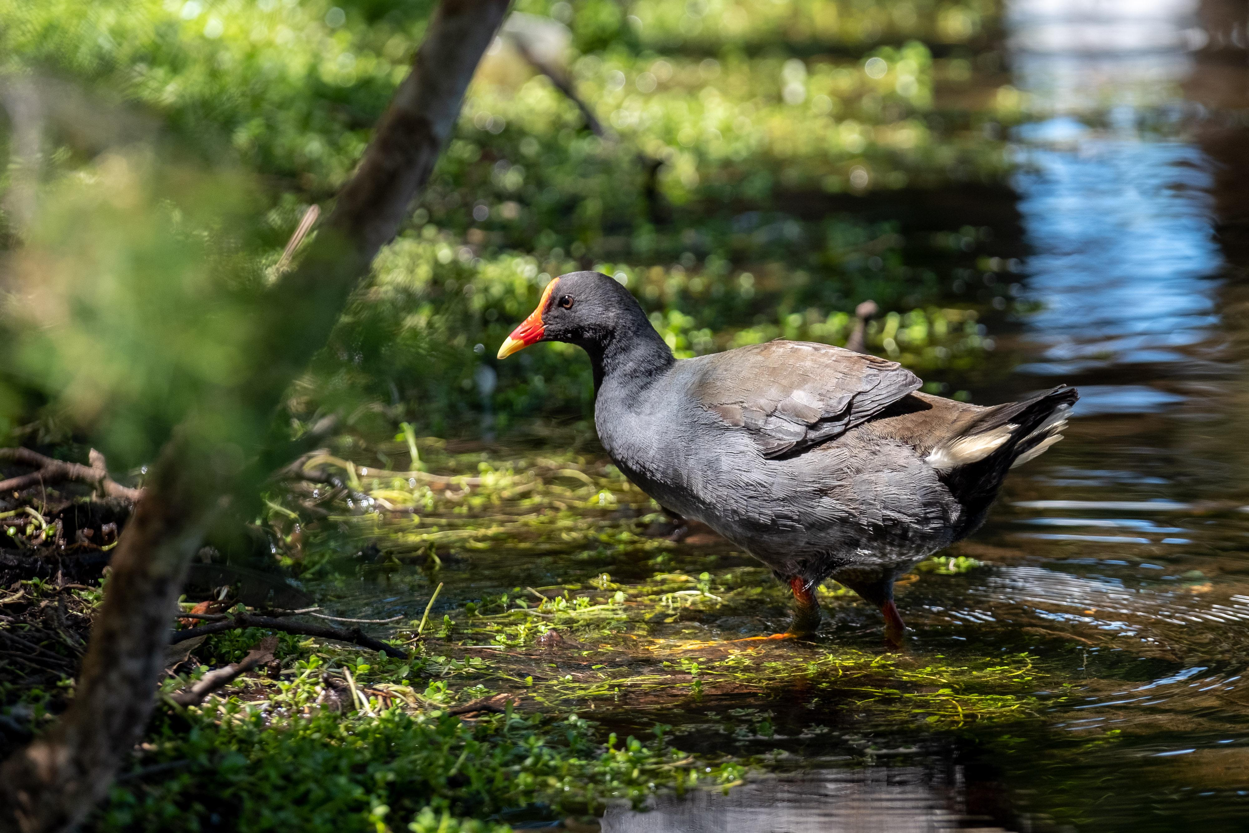 FUJIFILM X-T2 | XF50-140mmF2.8 R LM OIS WR | 140.0 mm | 1/400 | f/4 | ISO 400
