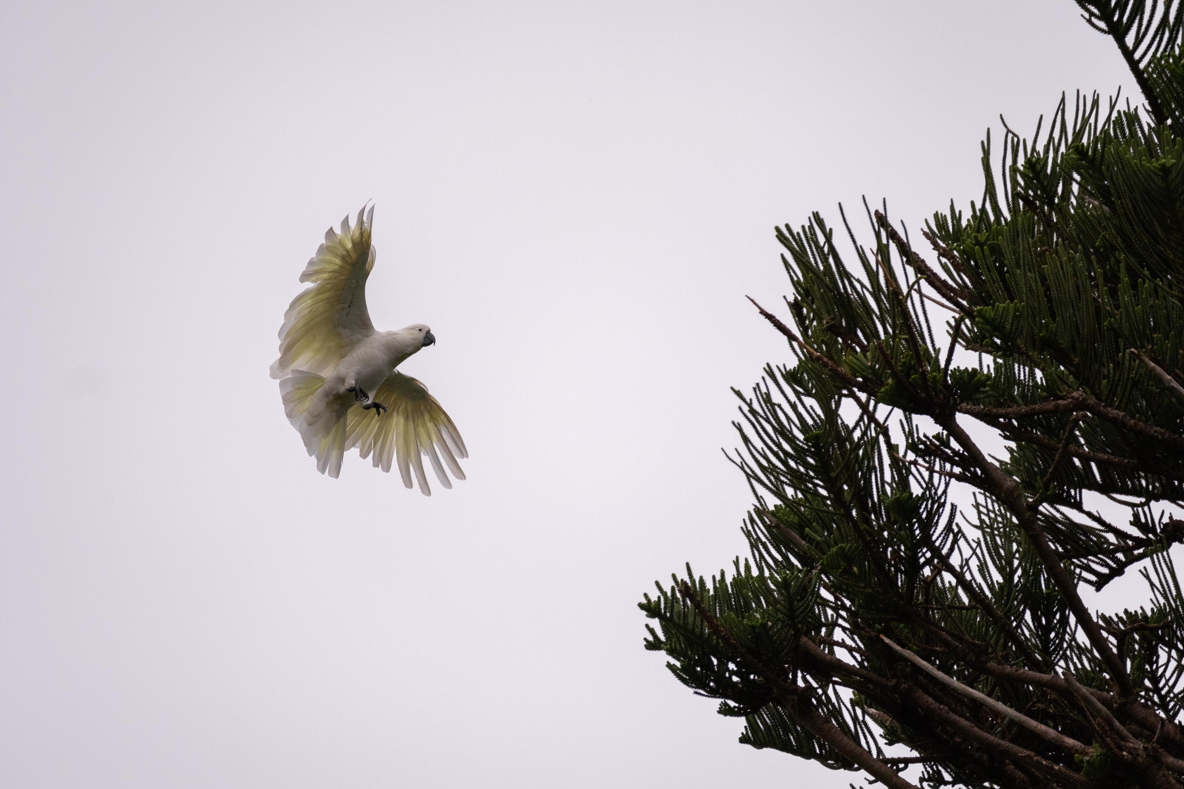 FUJIFILM X-H1 | XF100-400mmF4.5-5.6 R LM OIS WR | 400.0 mm | 1/1600 | f/5.6 | ISO 400