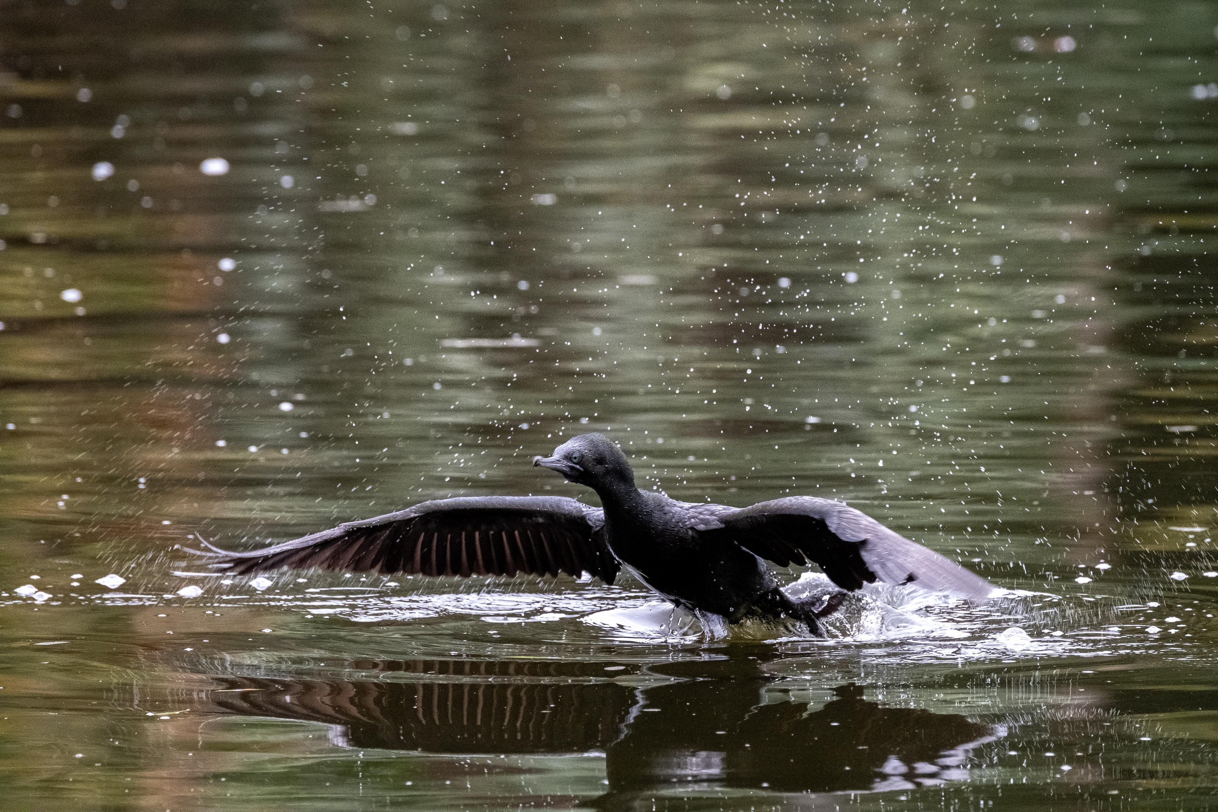FUJIFILM X-H1 | XF100-400mmF4.5-5.6 R LM OIS WR | 400.0 mm | 1/1000 | f/8 | ISO 8000