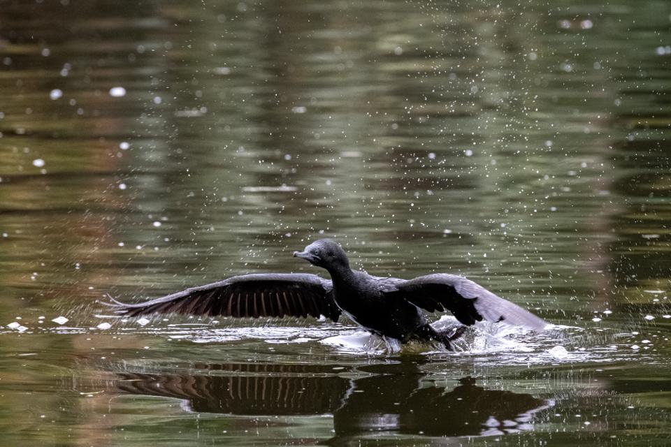 FUJIFILM X-H1 | XF100-400mmF4.5-5.6 R LM OIS WR | 400.0 mm | 1/1000 | f/8 | ISO 8000