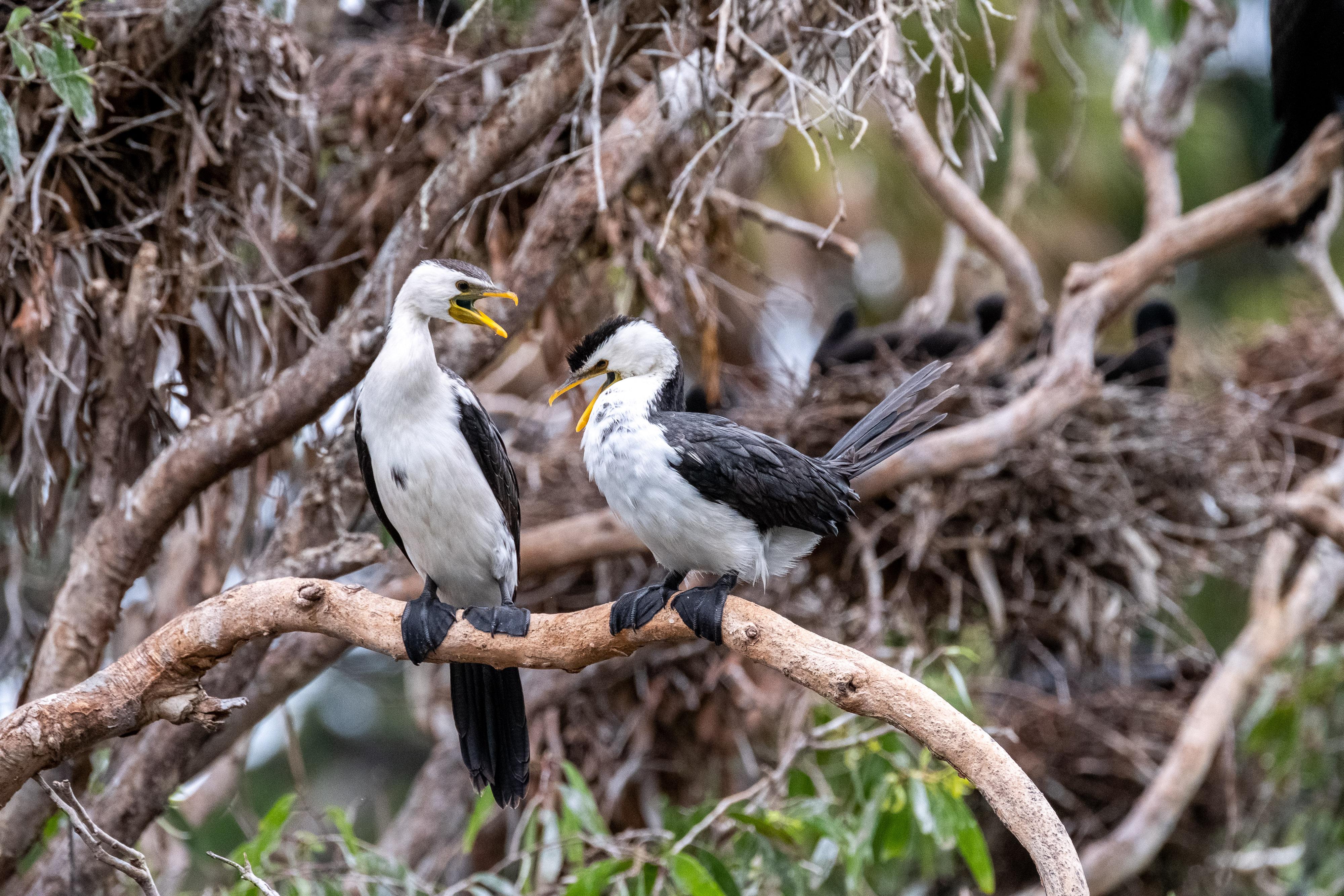 FUJIFILM X-H1 | XF100-400mmF4.5-5.6 R LM OIS WR | 400.0 mm | 1/640 | f/8 | ISO 2500