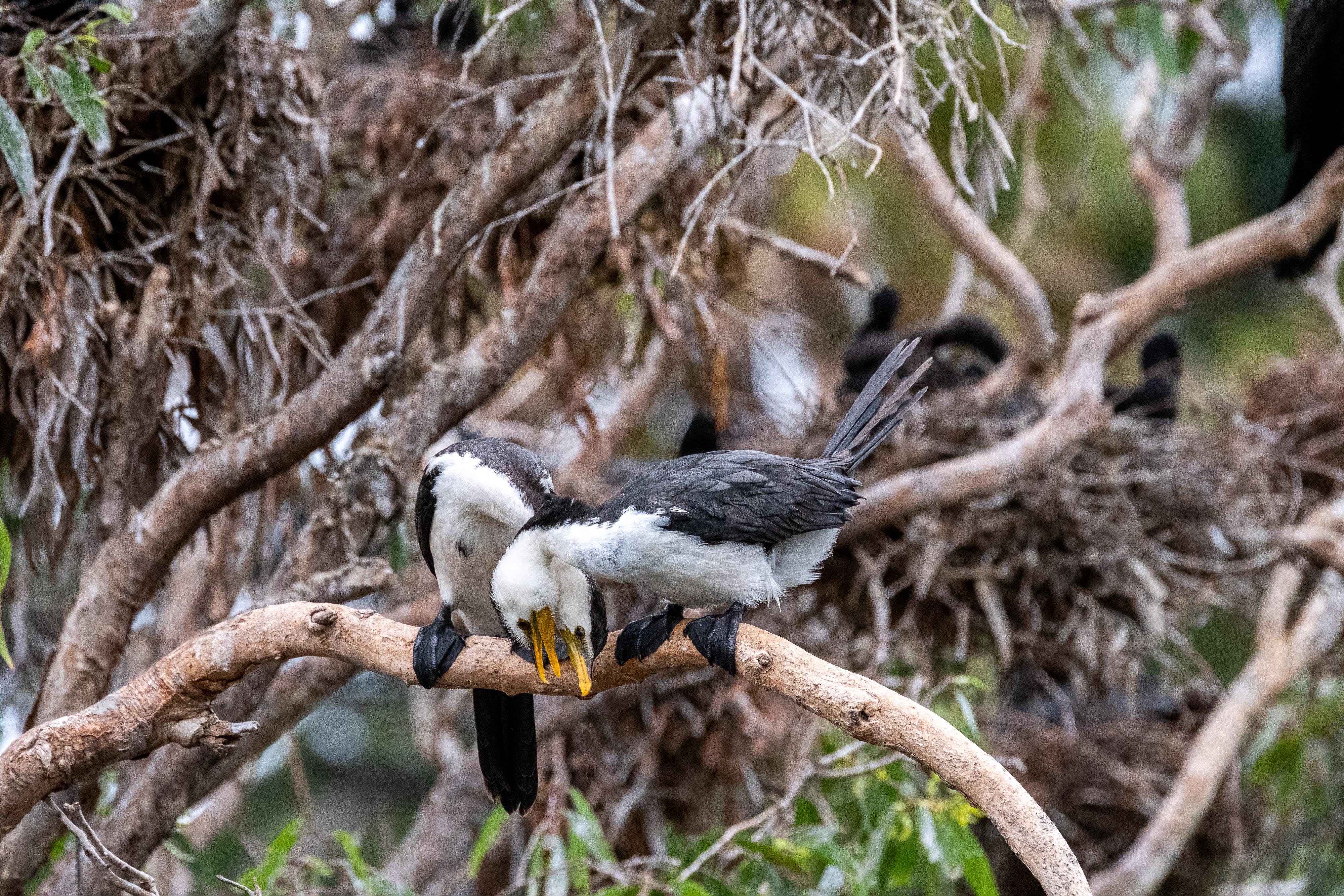 FUJIFILM X-H1 | XF100-400mmF4.5-5.6 R LM OIS WR | 400.0 mm | 1/640 | f/8 | ISO 2500