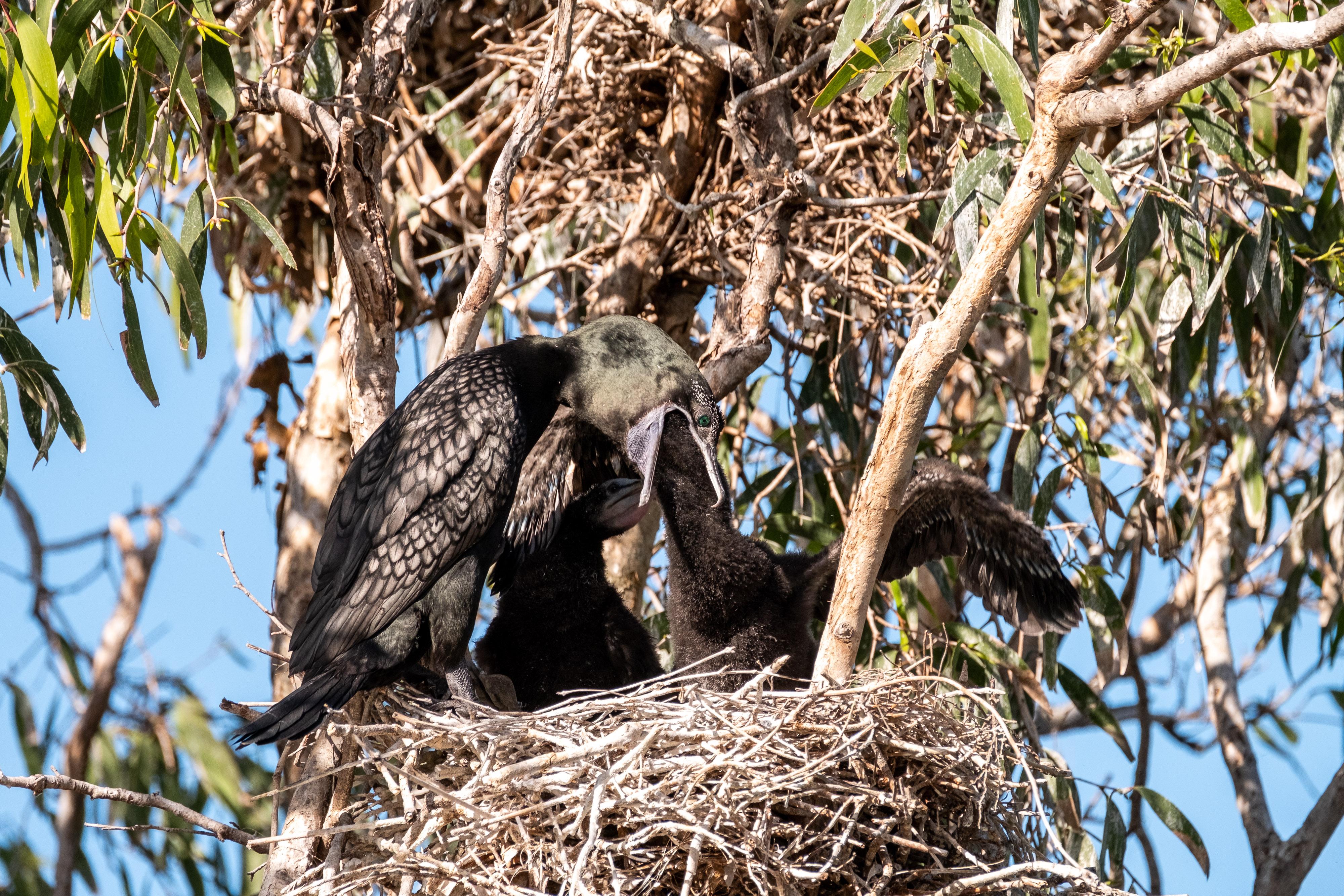 FUJIFILM X-H1 | XF100-400mmF4.5-5.6 R LM OIS WR | 400.0 mm | 1/600 | f/7.1 | ISO 400