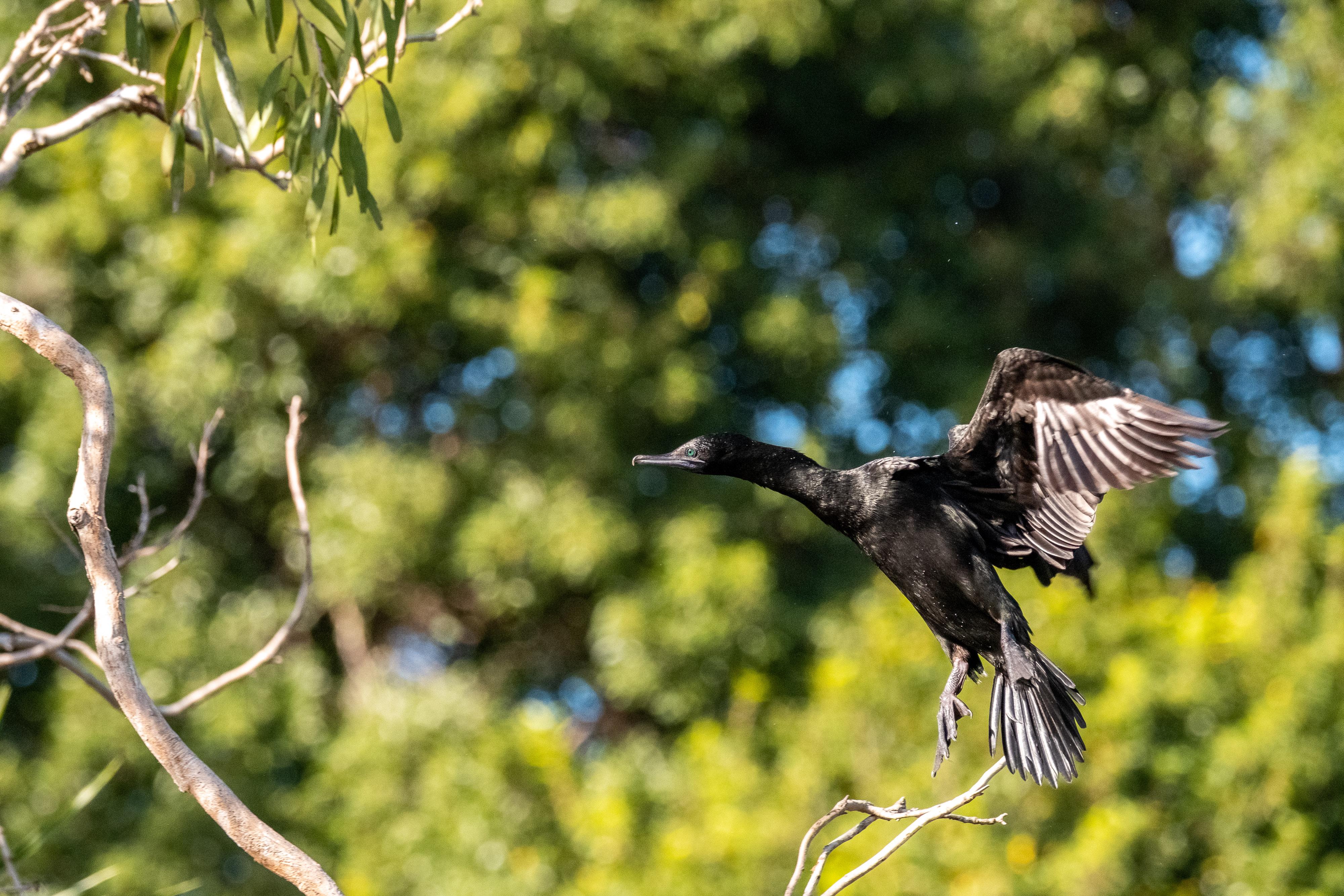 FUJIFILM X-H1 | XF100-400mmF4.5-5.6 R LM OIS WR | 280.4 mm | 1/1250 | f/7.1 | ISO 1250