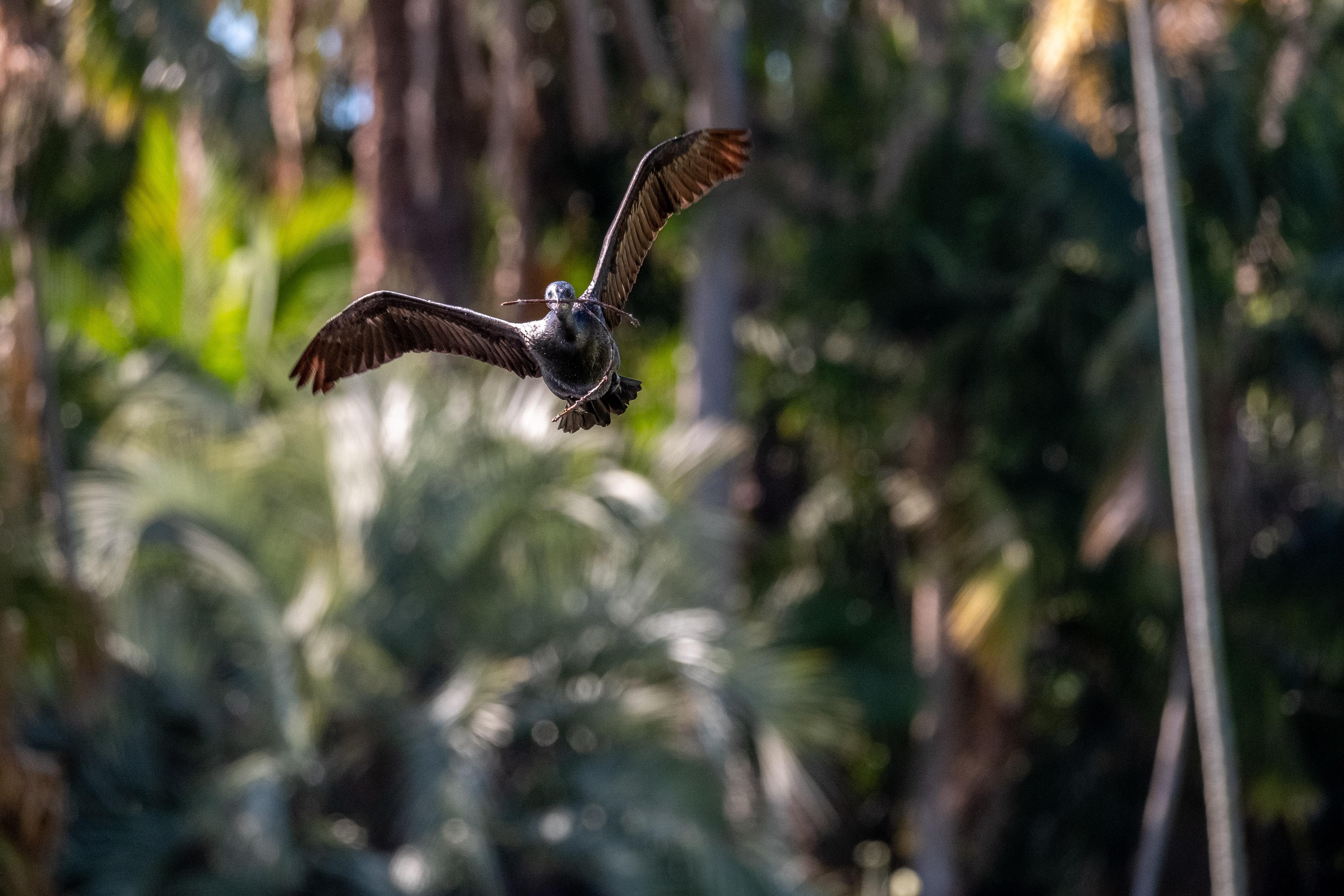 FUJIFILM X-H1 | XF100-400mmF4.5-5.6 R LM OIS WR | 261.2 mm | 1/1250 | f/5.6 | ISO 2500