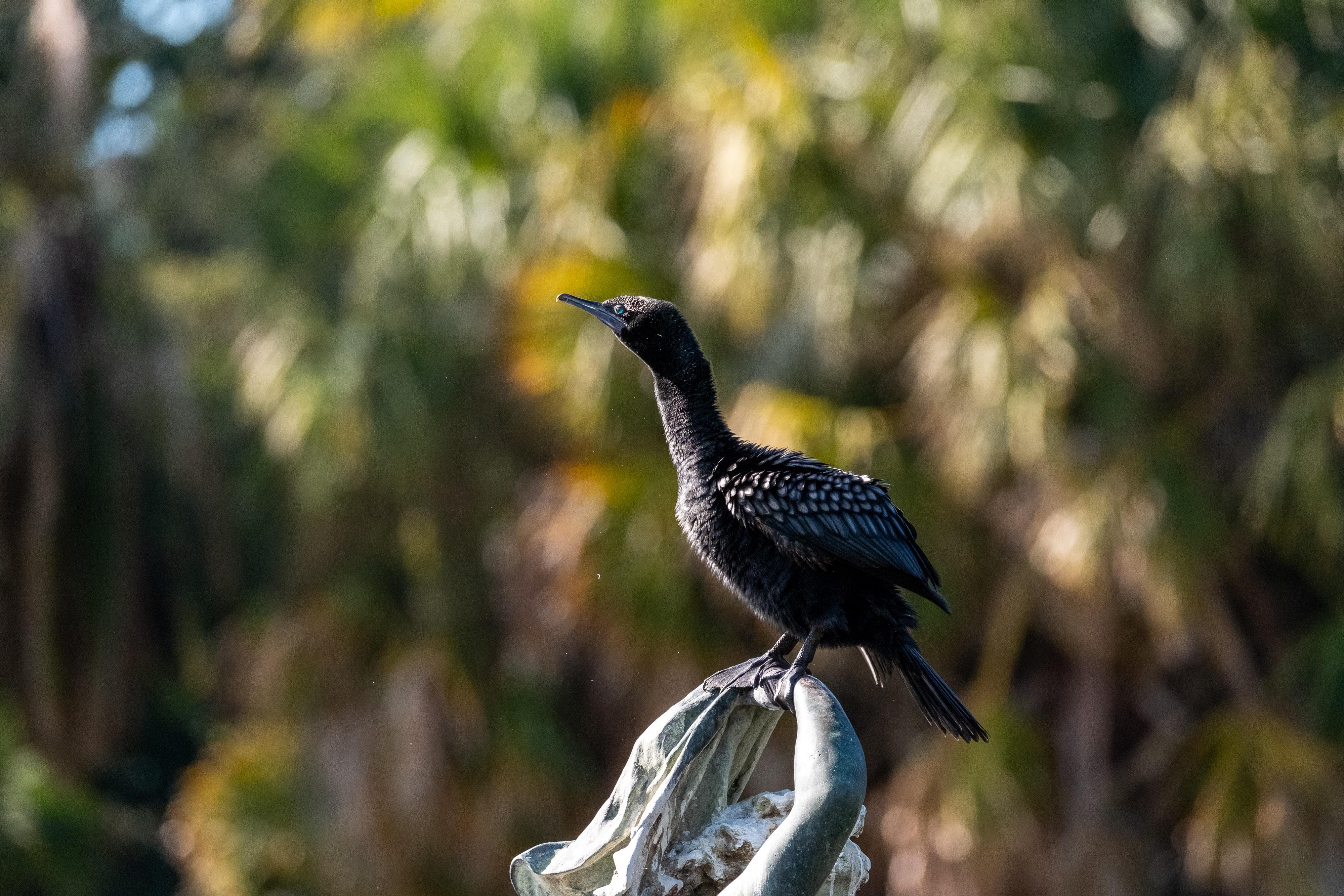 FUJIFILM X-H1 | XF100-400mmF4.5-5.6 R LM OIS WR | 290.6 mm | 1/1250 | f/5.6 | ISO 1250