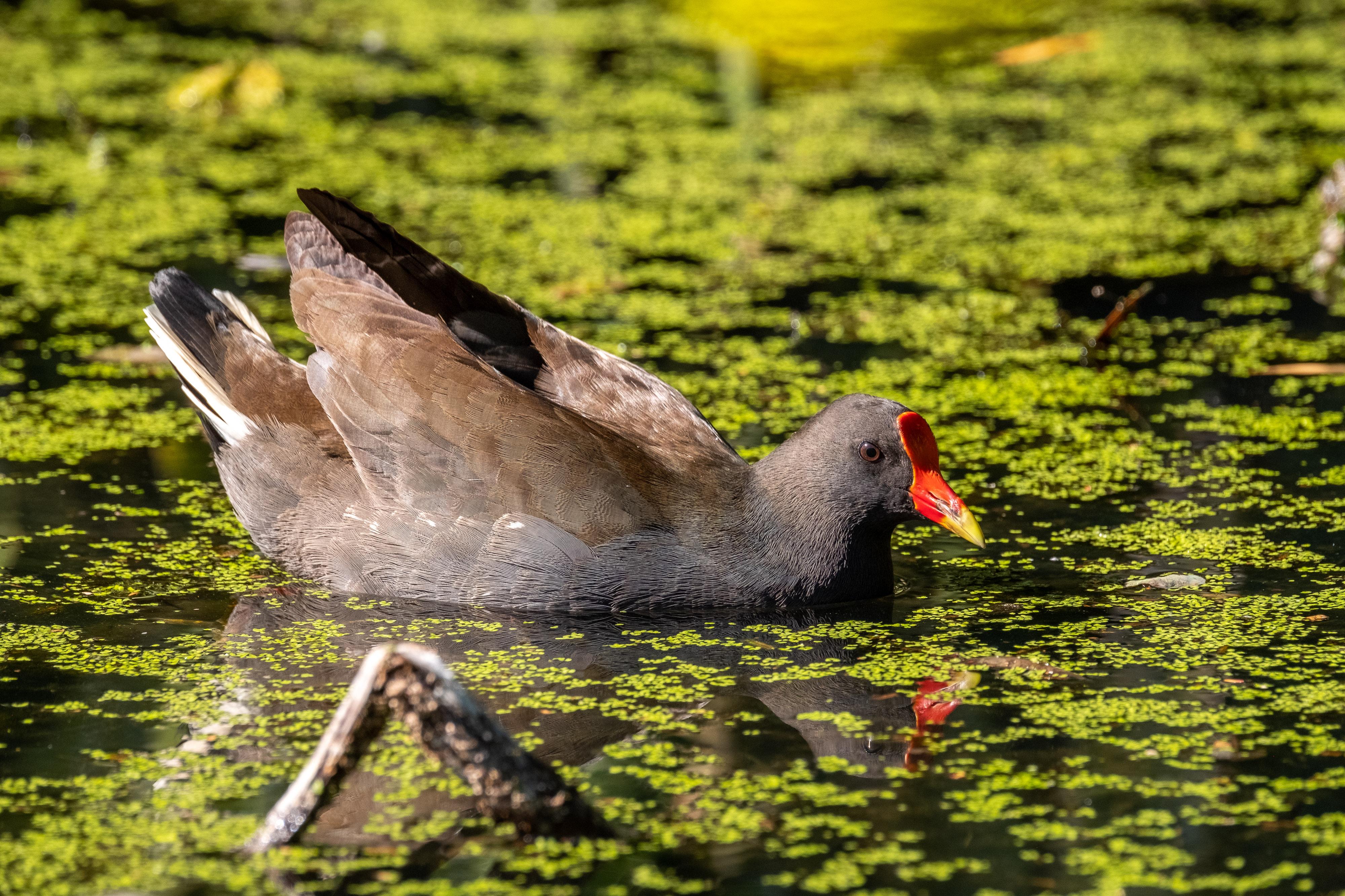FUJIFILM X-H1 | XF100-400mmF4.5-5.6 R LM OIS WR | 359.6 mm | 1/500 | f/8 | ISO 800
