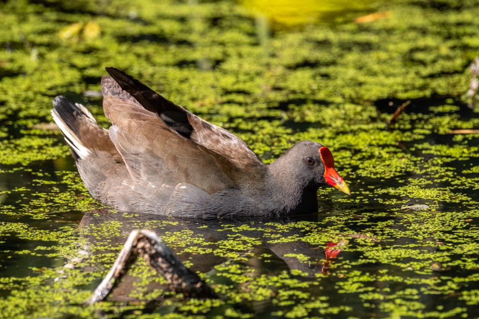 FUJIFILM X-H1 | XF100-400mmF4.5-5.6 R LM OIS WR | 359.6 mm | 1/500 | f/8 | ISO 800