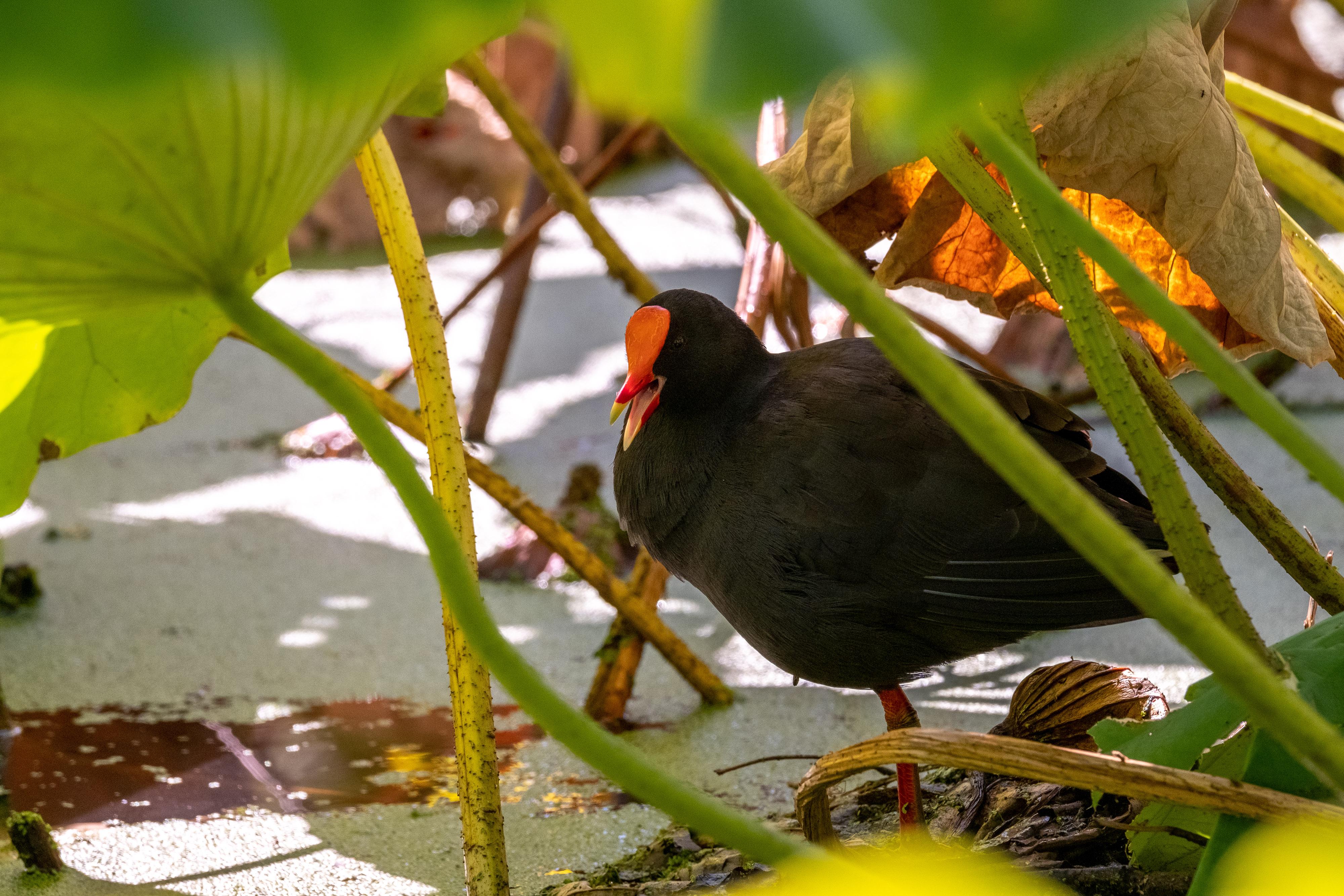 FUJIFILM X-H1 | XF100-400mmF4.5-5.6 R LM OIS WR | 252.1 mm | 1/500 | f/8 | ISO 1250