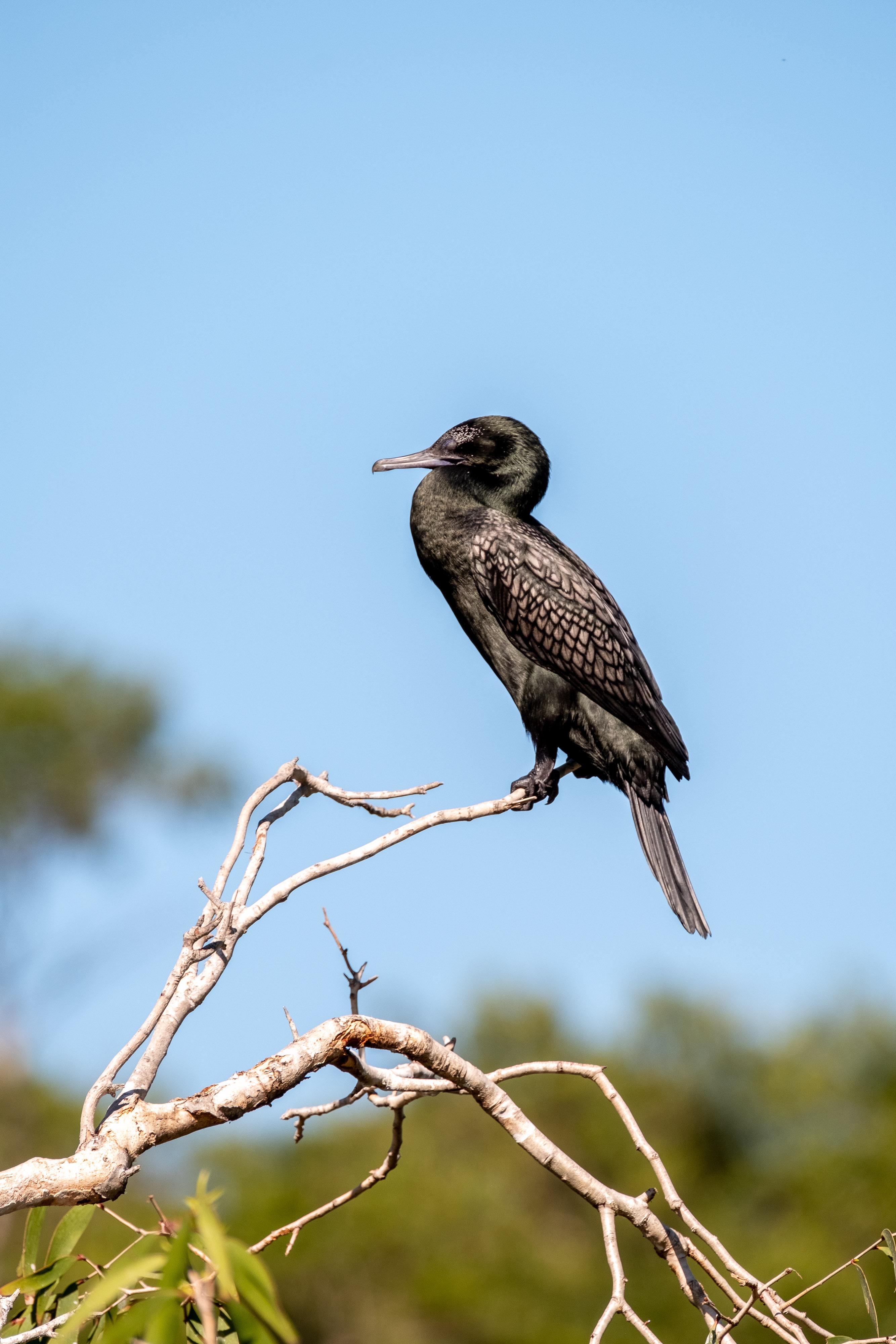 FUJIFILM X-H1 | XF100-400mmF4.5-5.6 R LM OIS WR | 400.0 mm | 1/640 | f/7.1 | ISO 400