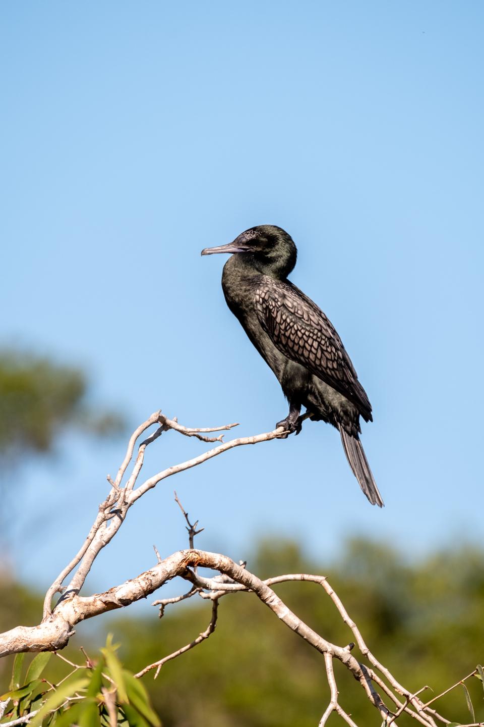 FUJIFILM X-H1 | XF100-400mmF4.5-5.6 R LM OIS WR | 400.0 mm | 1/640 | f/7.1 | ISO 400