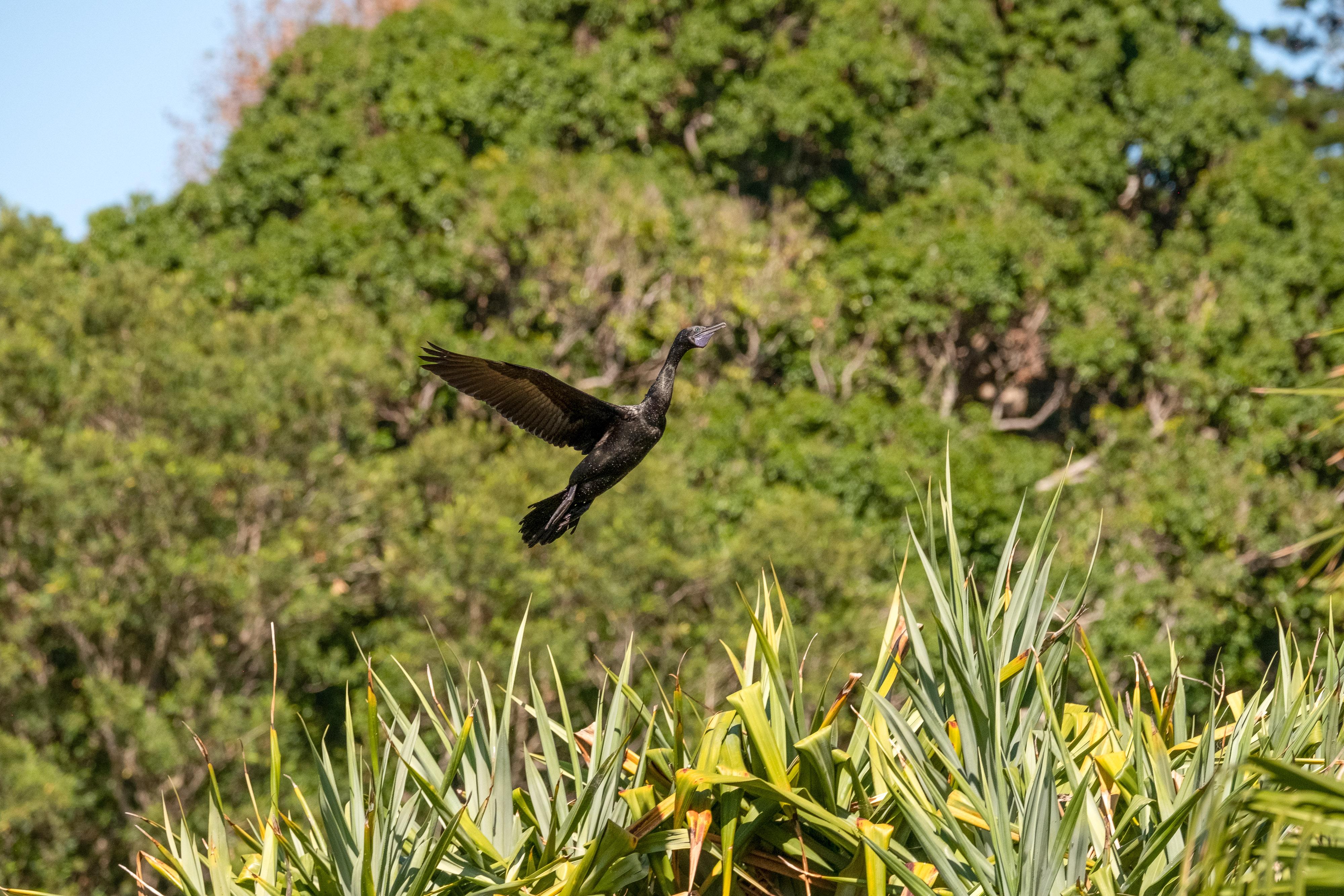FUJIFILM X-H1 | XF100-400mmF4.5-5.6 R LM OIS WR | 189.7 mm | 1/1600 | f/7.1 | ISO 1000