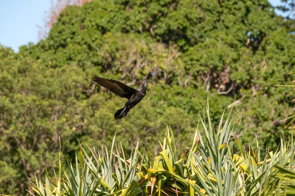 FUJIFILM X-H1 | XF100-400mmF4.5-5.6 R LM OIS WR | 189.7 mm | 1/1600 | f/7.1 | ISO 1000