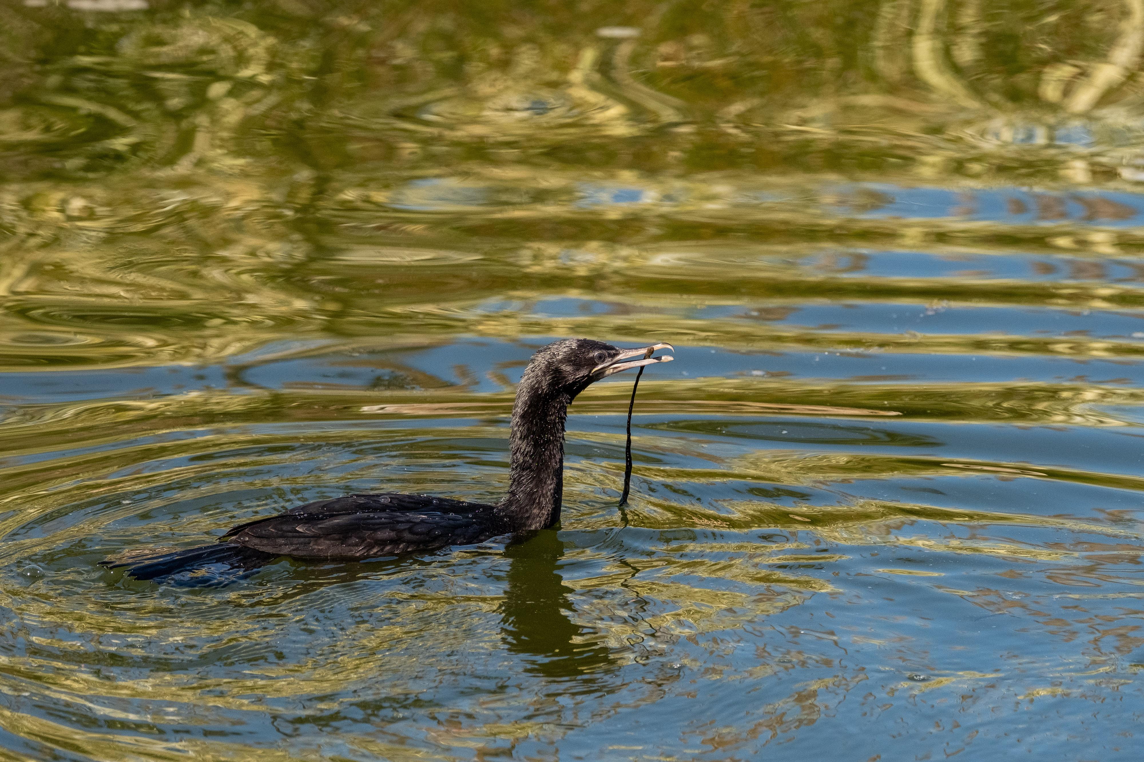 FUJIFILM X-H1 | XF100-400mmF4.5-5.6 R LM OIS WR | 189.7 mm | 1/1600 | f/7.1 | ISO 1250
