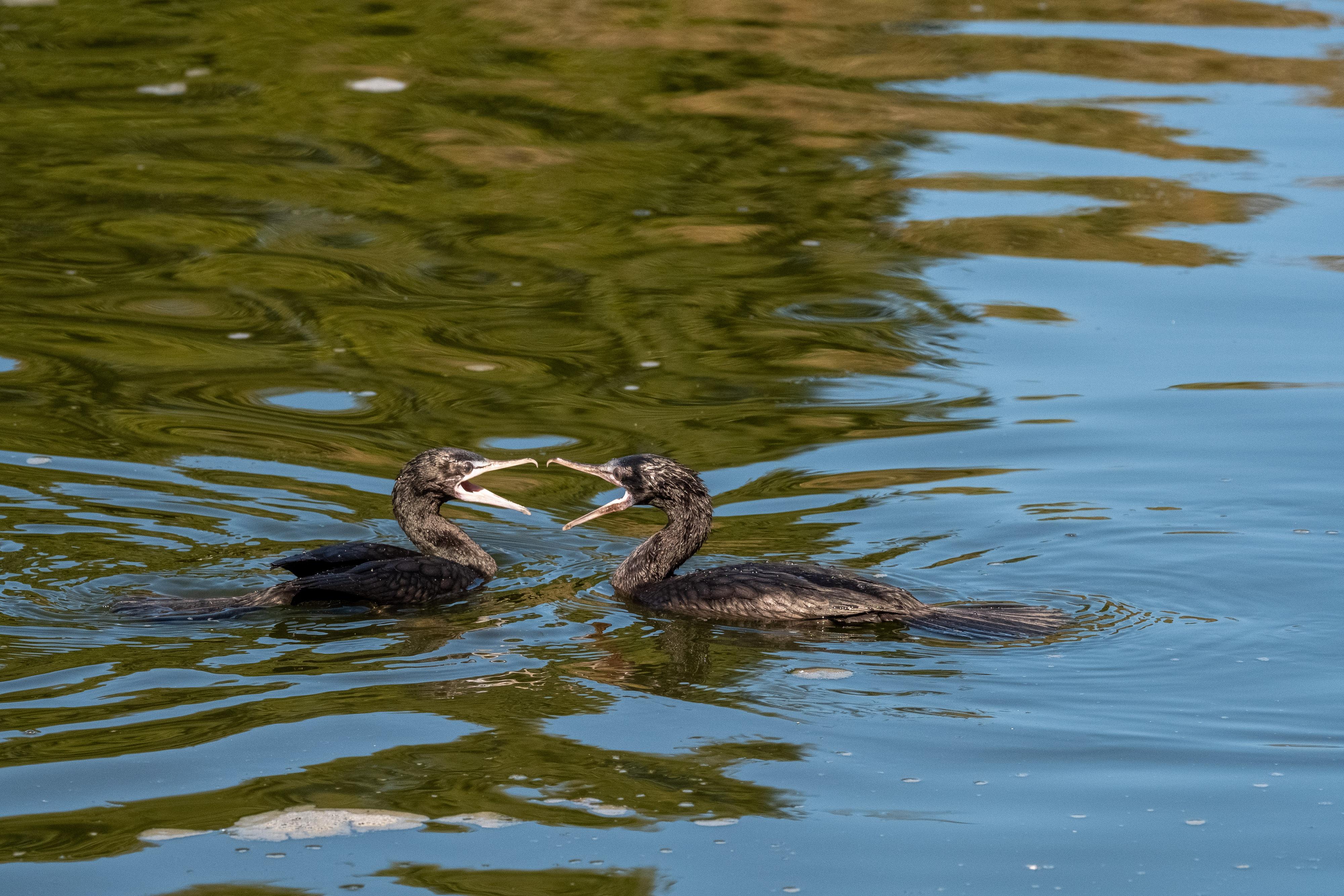 FUJIFILM X-H1 | XF100-400mmF4.5-5.6 R LM OIS WR | 164.6 mm | 1/1600 | f/7.1 | ISO 2000