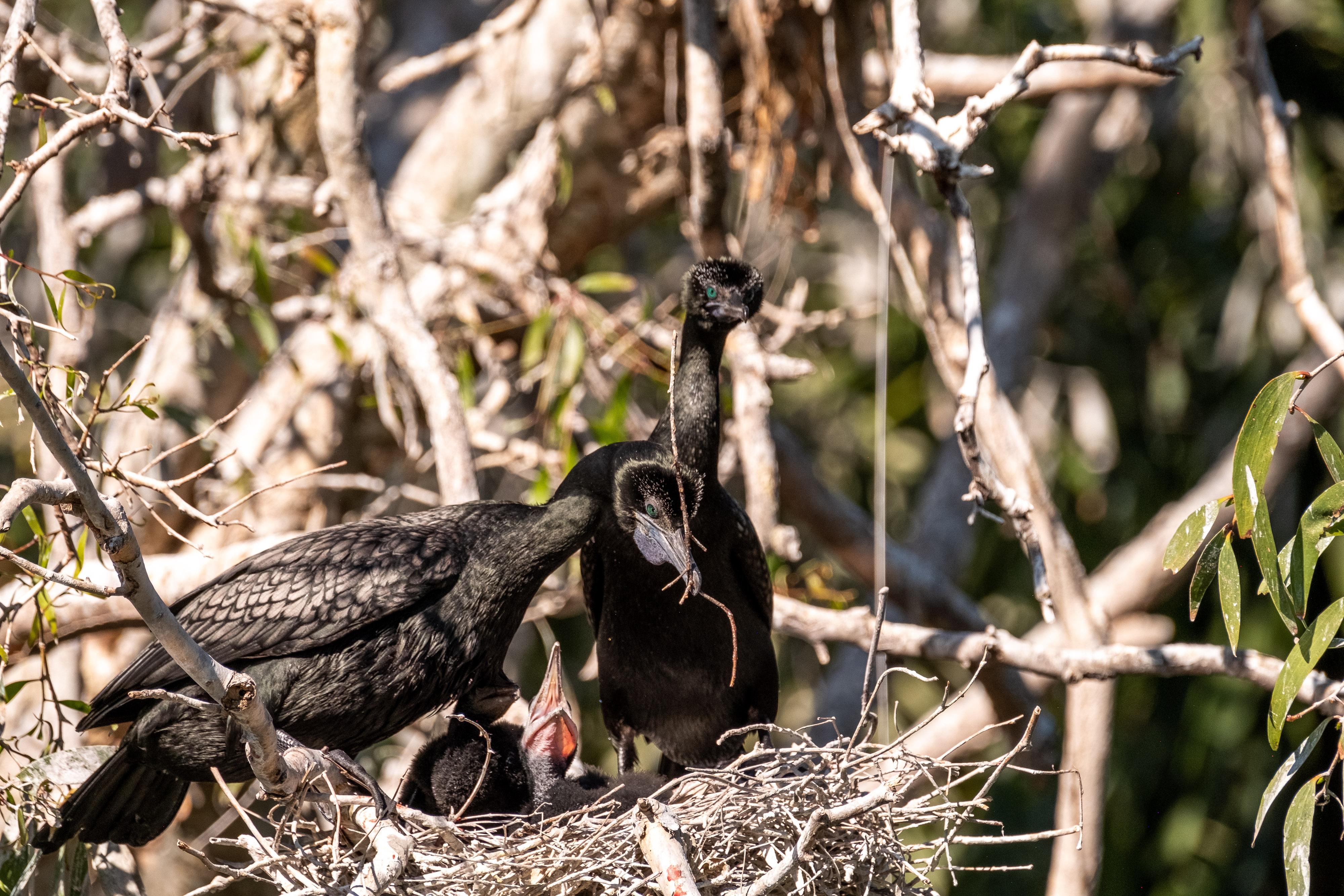 FUJIFILM X-H1 | XF100-400mmF4.5-5.6 R LM OIS WR | 400.0 mm | 1/1000 | f/7.1 | ISO 640