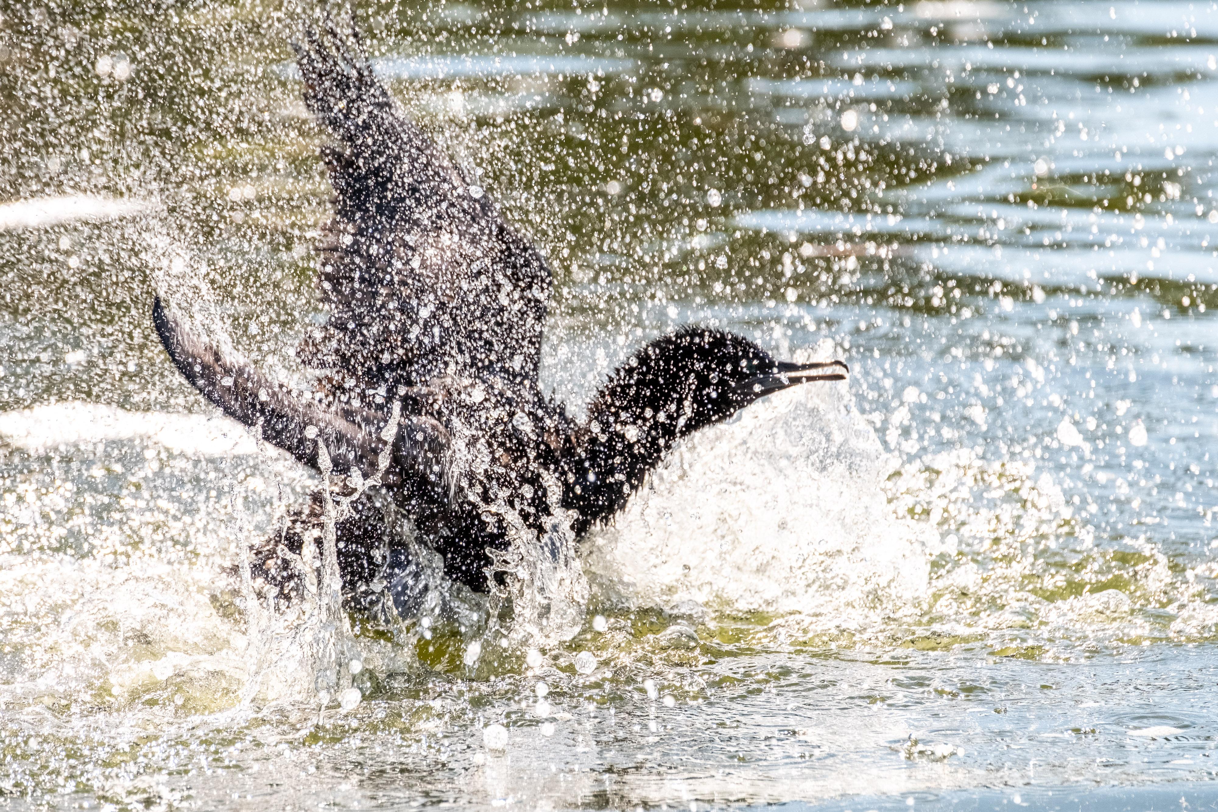 FUJIFILM X-H1 | XF100-400mmF4.5-5.6 R LM OIS WR | 386.0 mm | 1/1600 | f/7.1 | ISO 1250