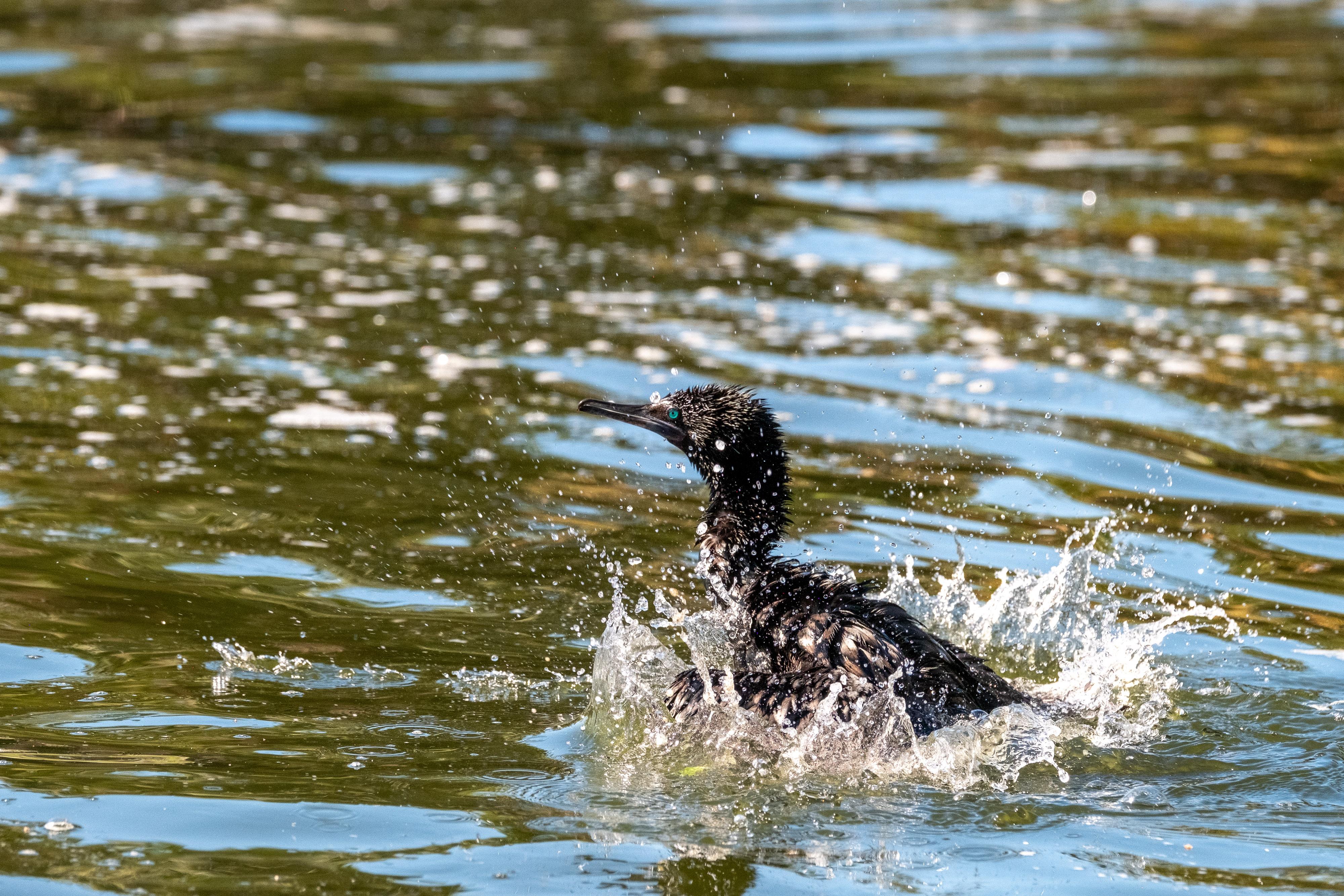FUJIFILM X-H1 | XF100-400mmF4.5-5.6 R LM OIS WR | 218.7 mm | 1/1600 | f/7.1 | ISO 800