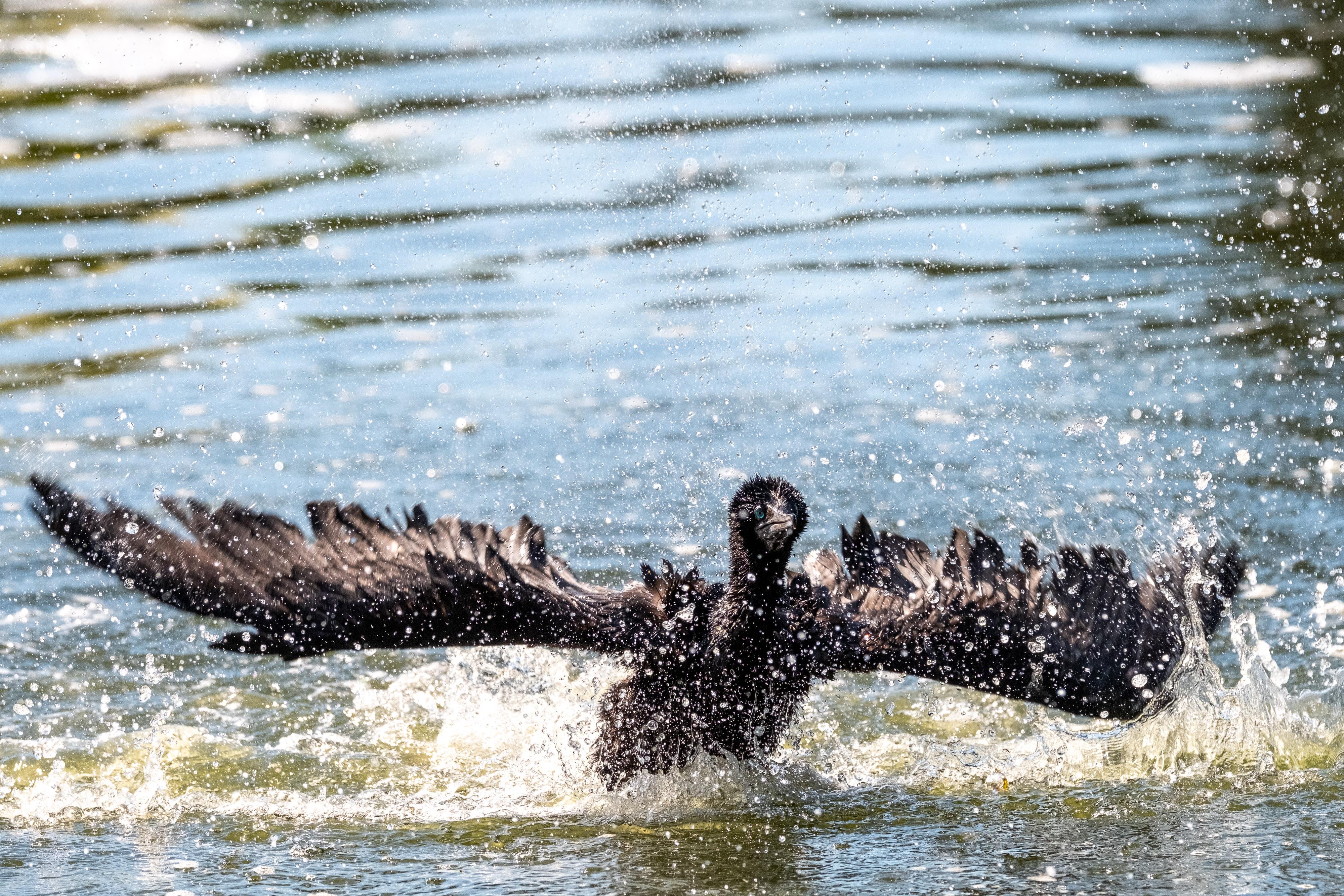 FUJIFILM X-H1 | XF100-400mmF4.5-5.6 R LM OIS WR | 189.7 mm | 1/2000 | f/7.1 | ISO 1250