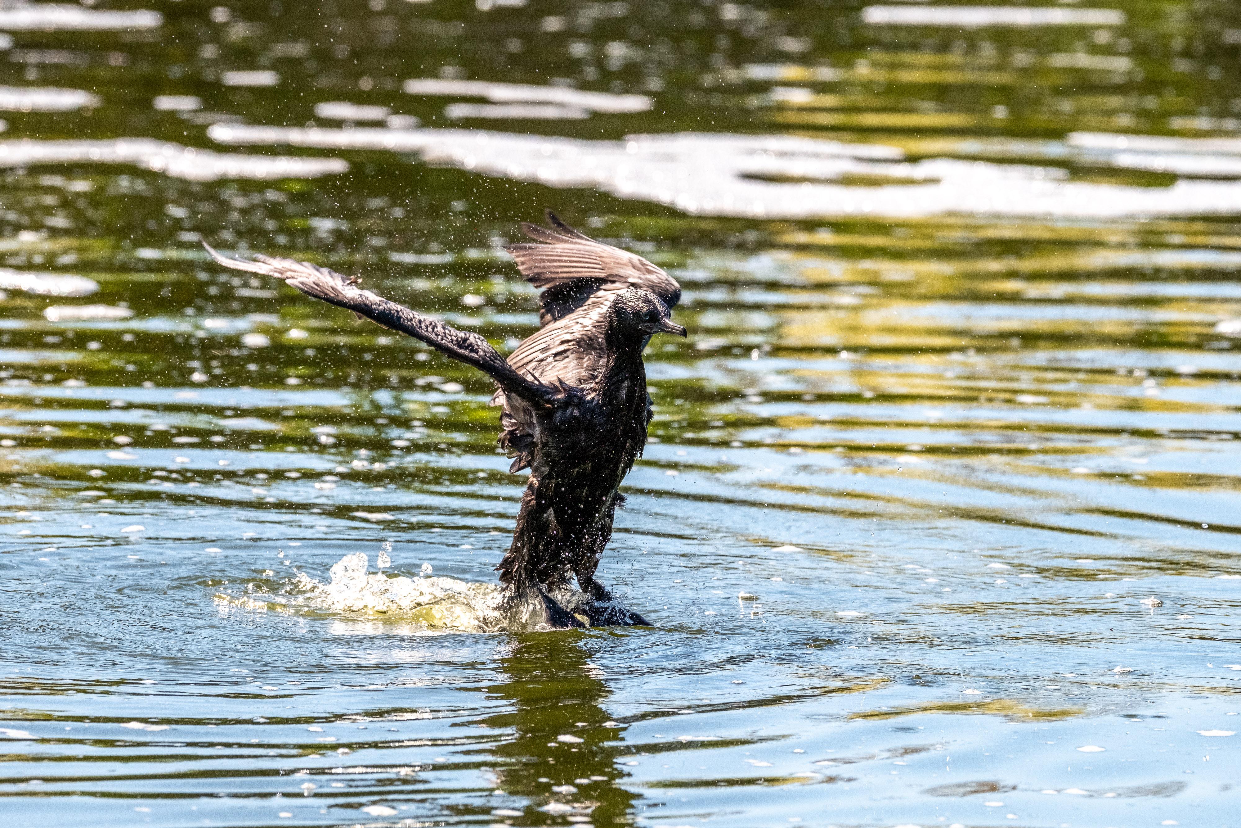 FUJIFILM X-H1 | XF100-400mmF4.5-5.6 R LM OIS WR | 196.6 mm | 1/2000 | f/7.1 | ISO 1000