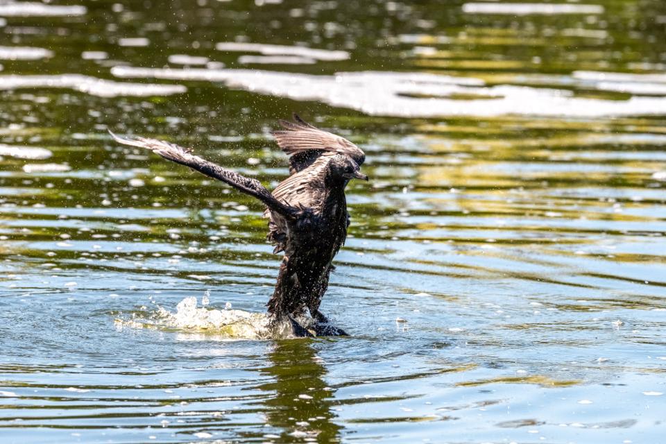 FUJIFILM X-H1 | XF100-400mmF4.5-5.6 R LM OIS WR | 196.6 mm | 1/2000 | f/7.1 | ISO 1000