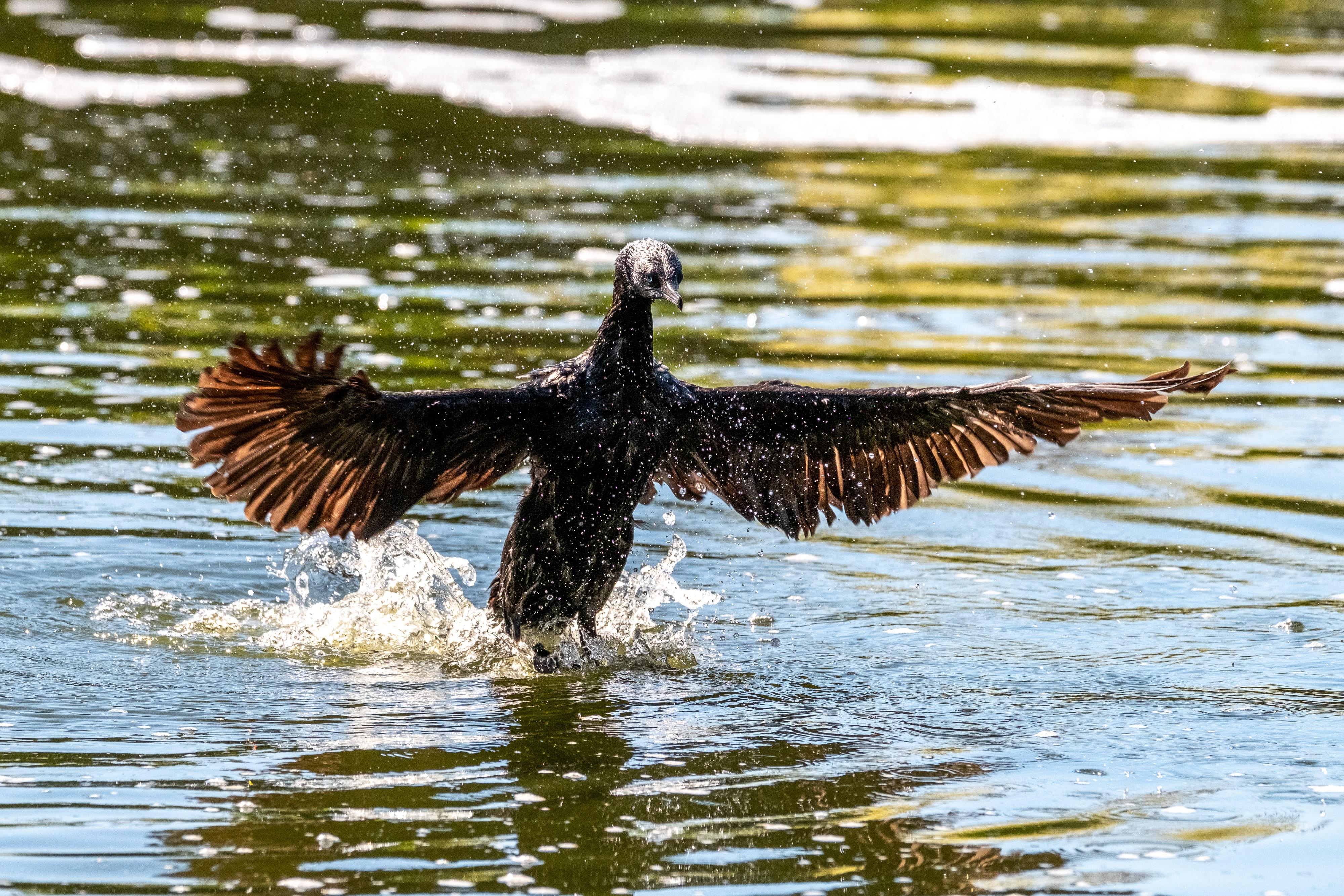 FUJIFILM X-H1 | XF100-400mmF4.5-5.6 R LM OIS WR | 196.6 mm | 1/2000 | f/7.1 | ISO 1000