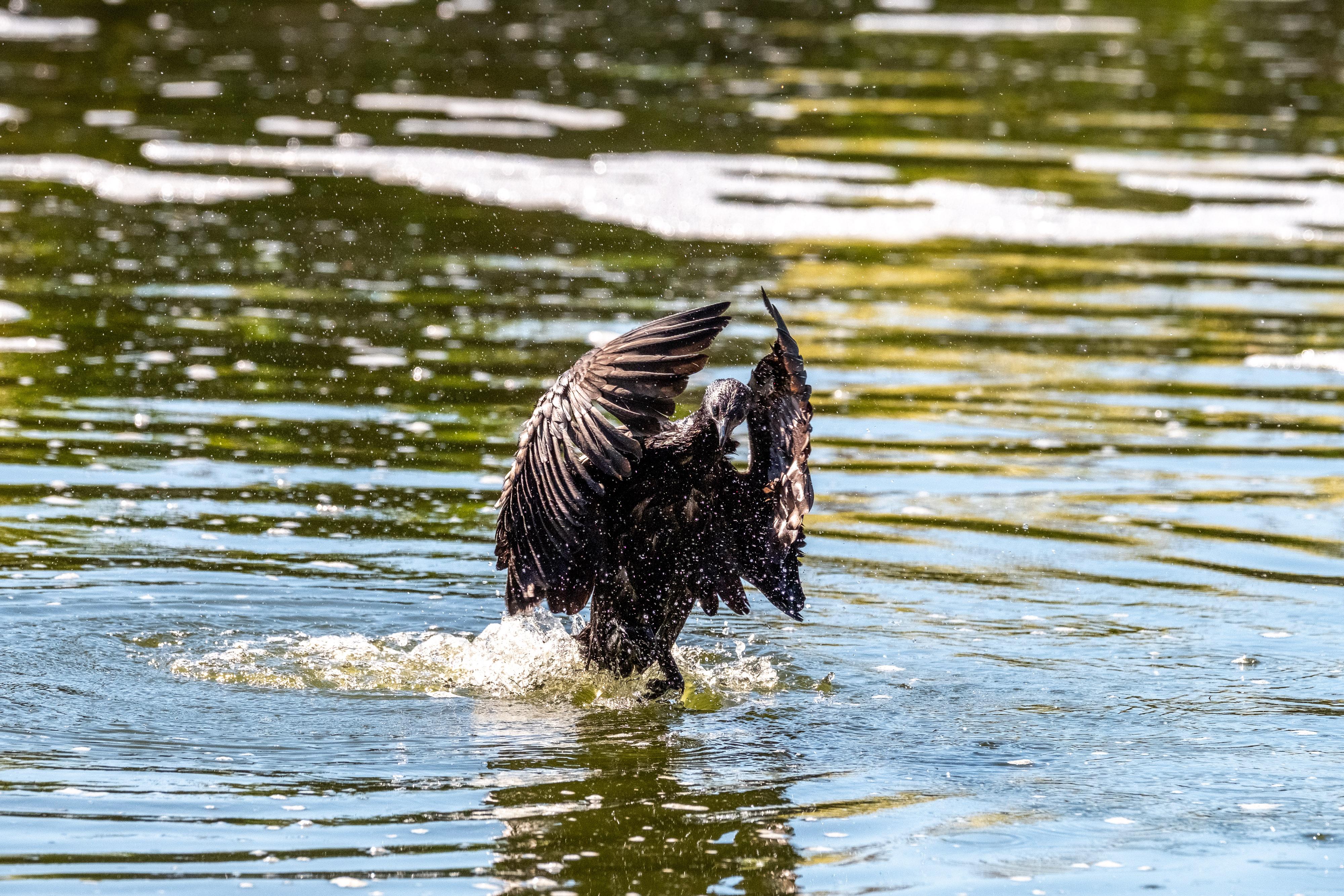 FUJIFILM X-H1 | XF100-400mmF4.5-5.6 R LM OIS WR | 196.6 mm | 1/2000 | f/7.1 | ISO 1000