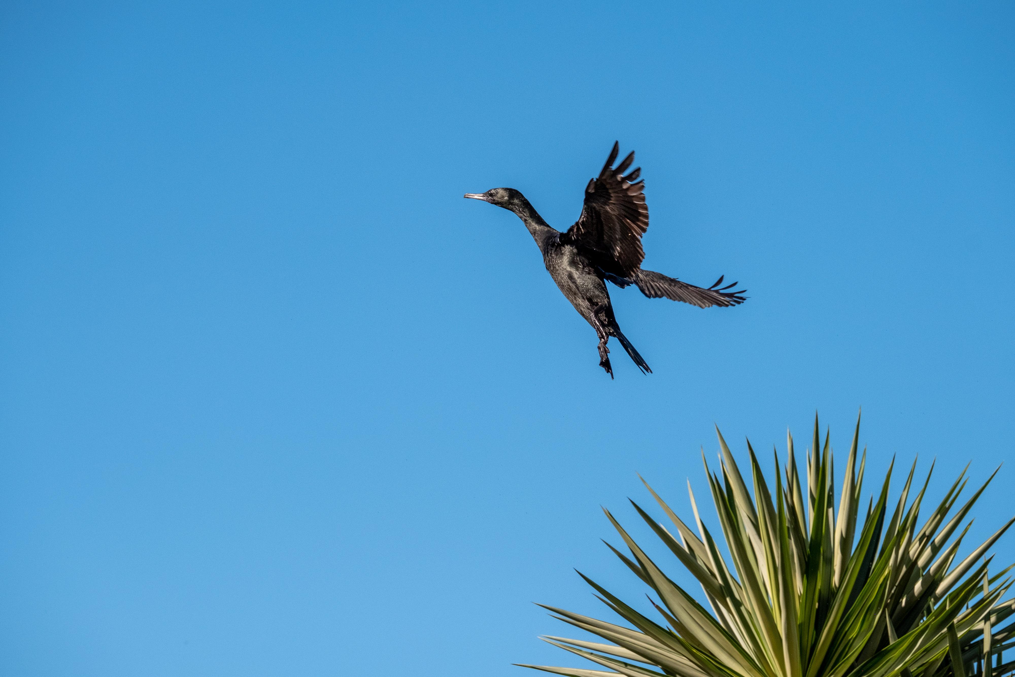 FUJIFILM X-H1 | XF100-400mmF4.5-5.6 R LM OIS WR | 211.0 mm | 1/1600 | f/7.1 | ISO 400