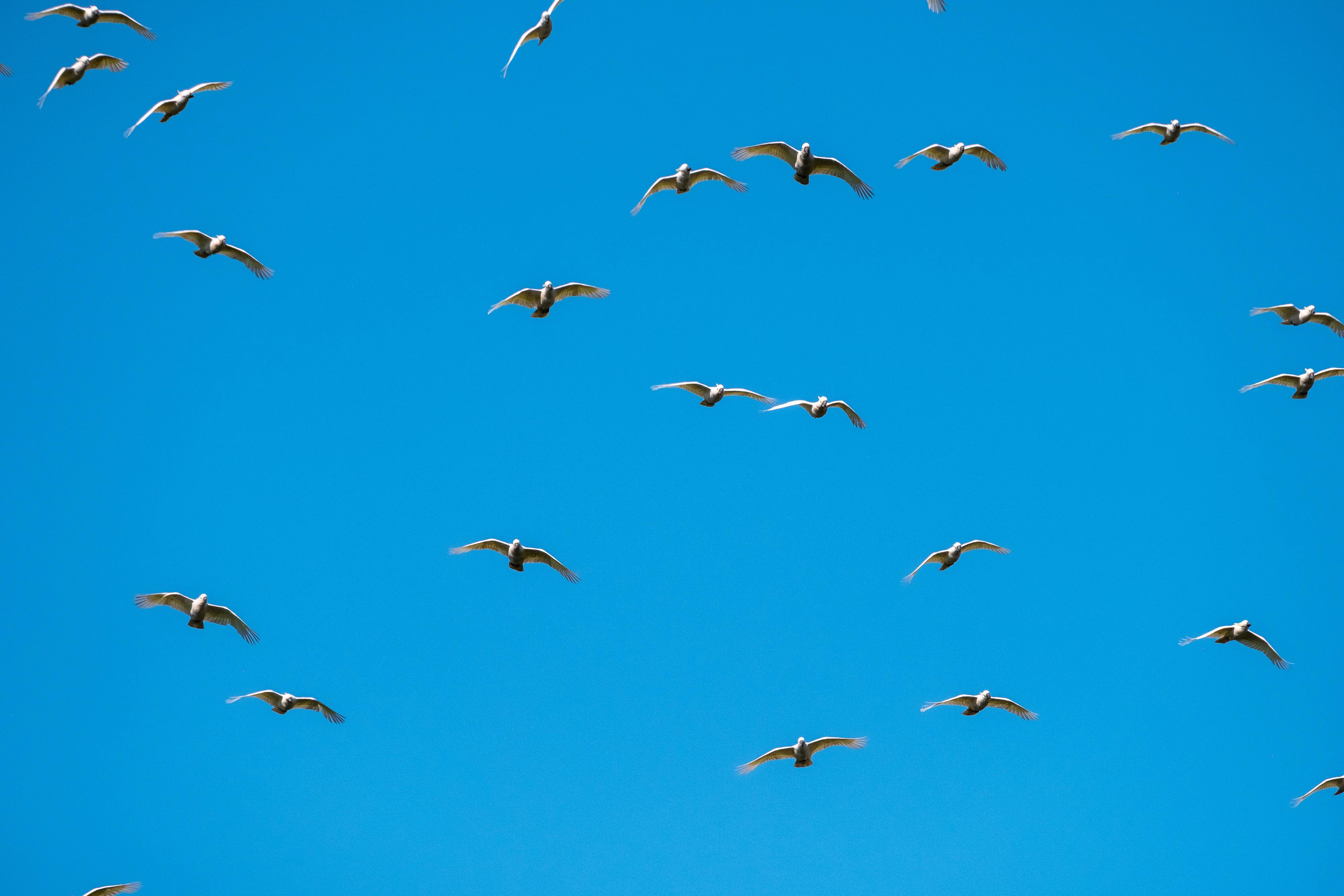 FUJIFILM X-H1 | XF100-400mmF4.5-5.6 R LM OIS WR | 400.0 mm | 1/1600 | f/8 | ISO 400