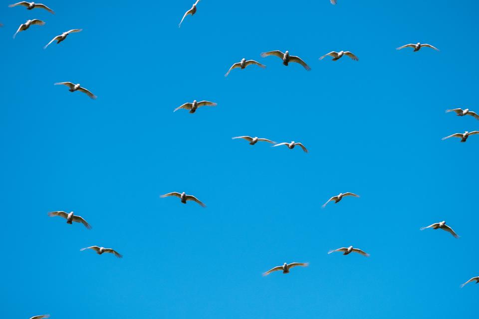 FUJIFILM X-H1 | XF100-400mmF4.5-5.6 R LM OIS WR | 400.0 mm | 1/1600 | f/8 | ISO 400