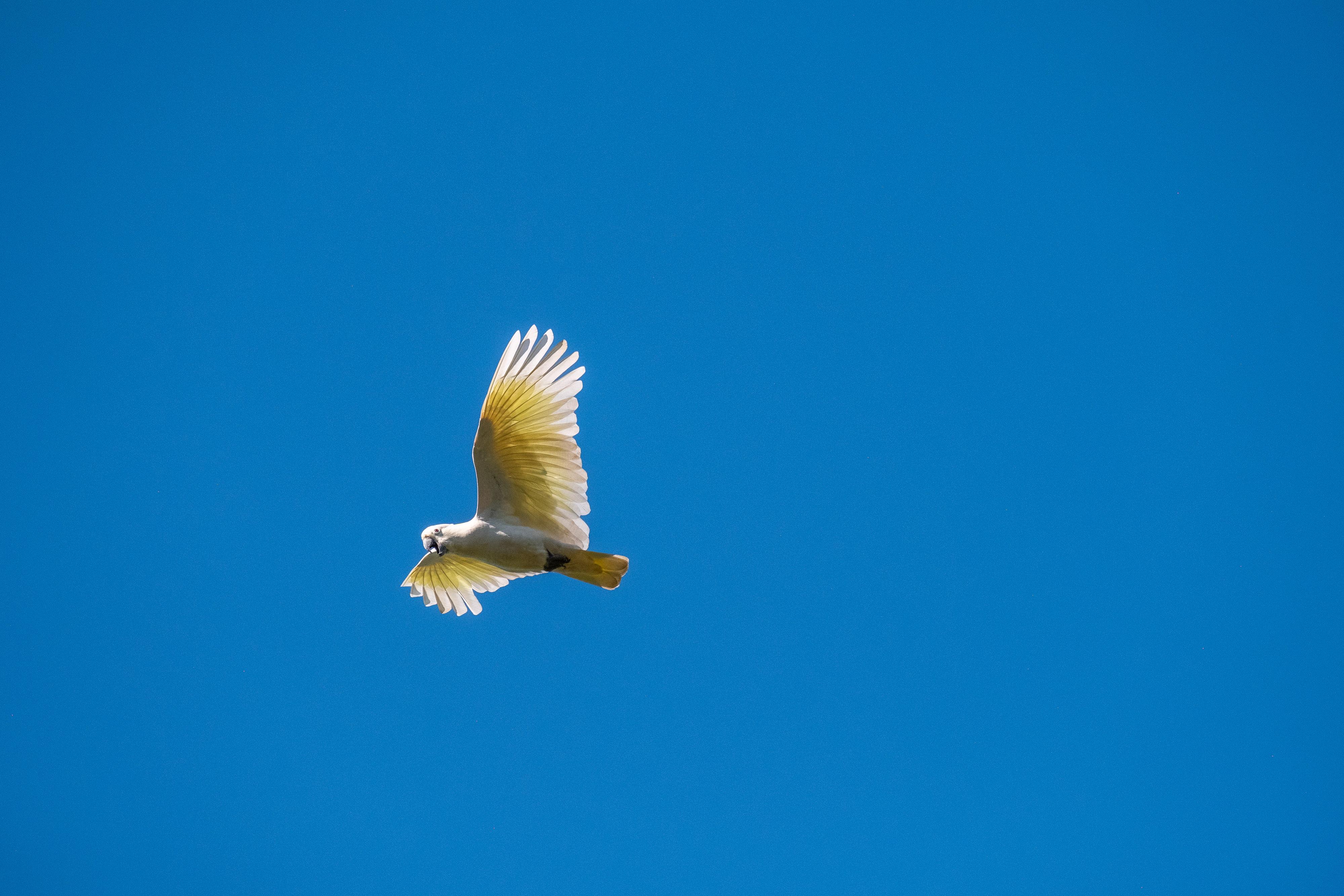 FUJIFILM X-H1 | XF100-400mmF4.5-5.6 R LM OIS WR | 400.0 mm | 1/1600 | f/8 | ISO 800
