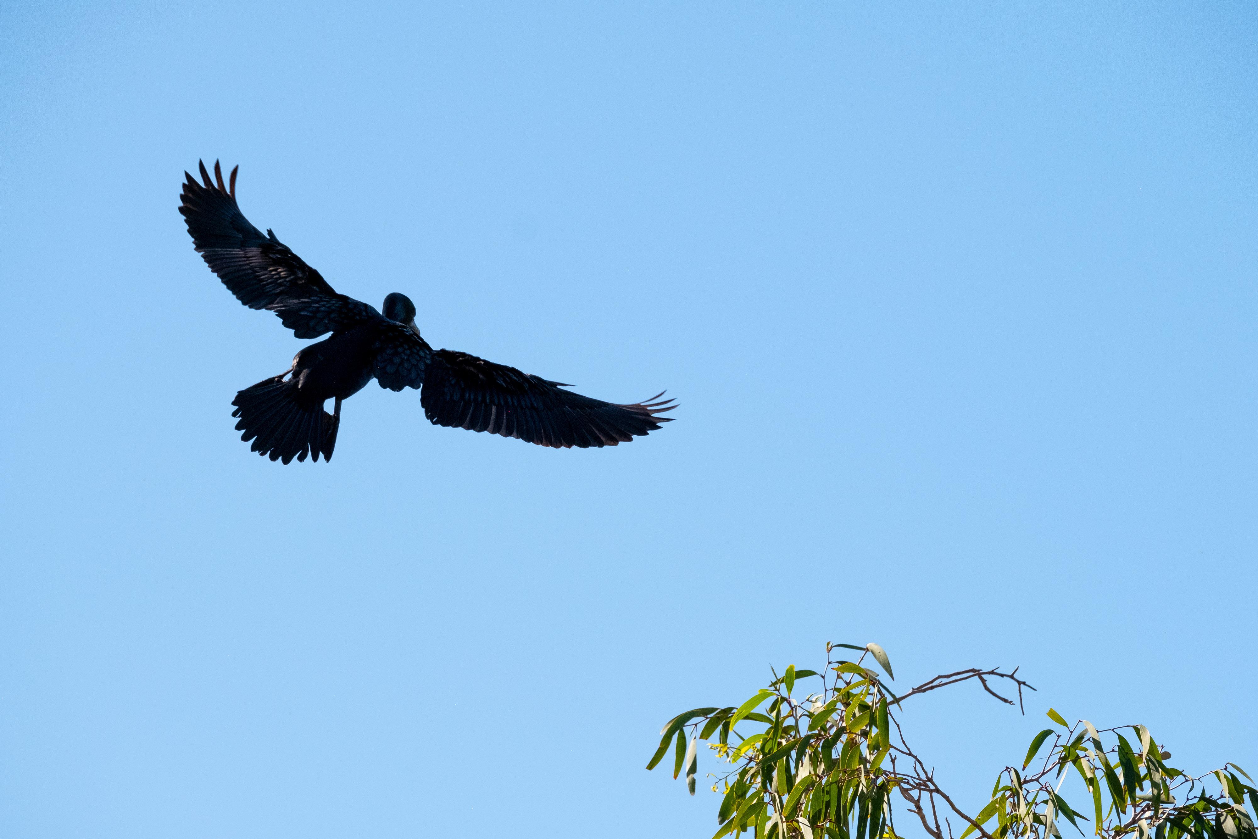 FUJIFILM X-H1 | XF100-400mmF4.5-5.6 R LM OIS WR | 261.2 mm | 1/1600 | f/8 | ISO 640