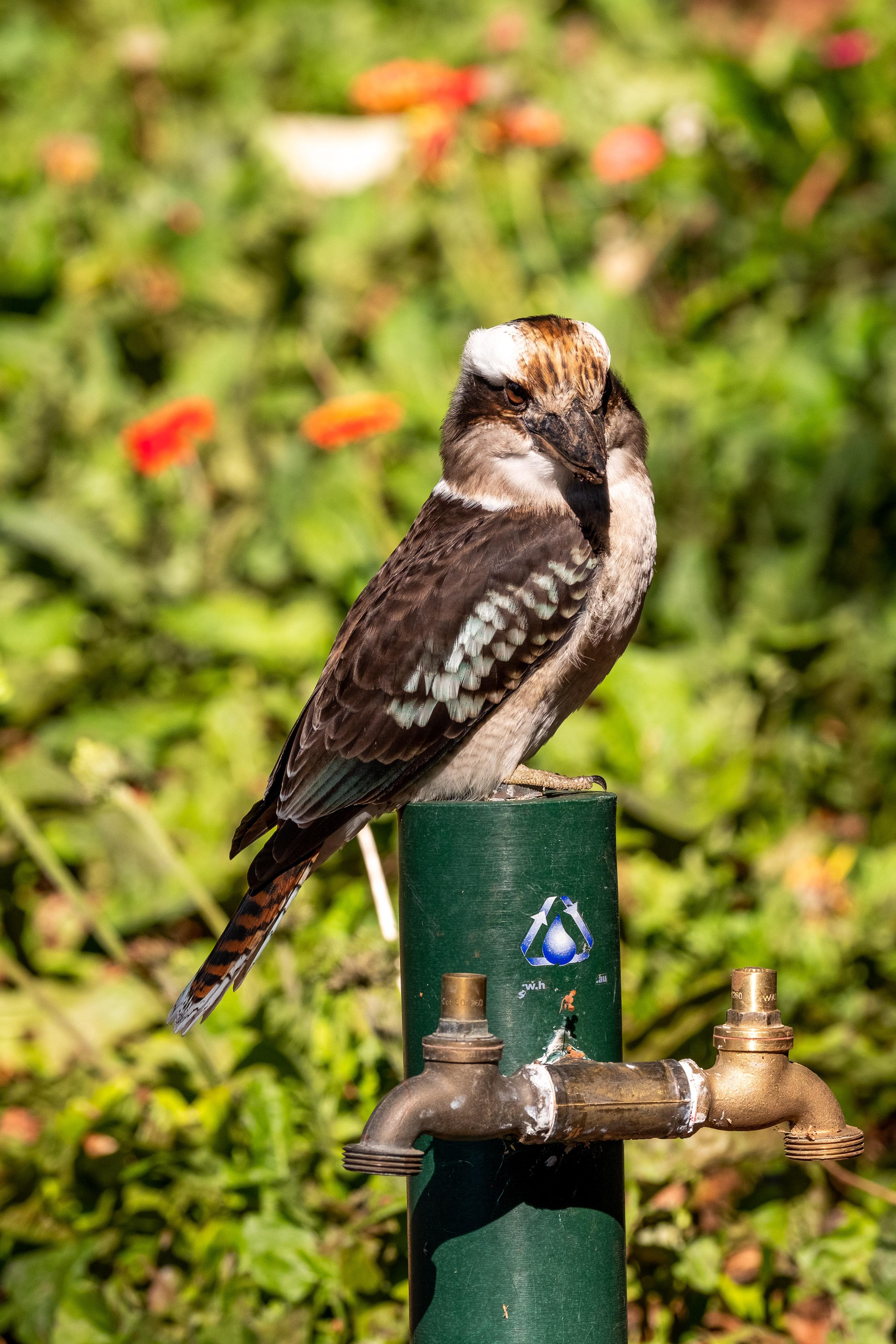 FUJIFILM X-H1 | XF100-400mmF4.5-5.6 R LM OIS WR | 153.3 mm | 1/850 | f/5.6 | ISO 400