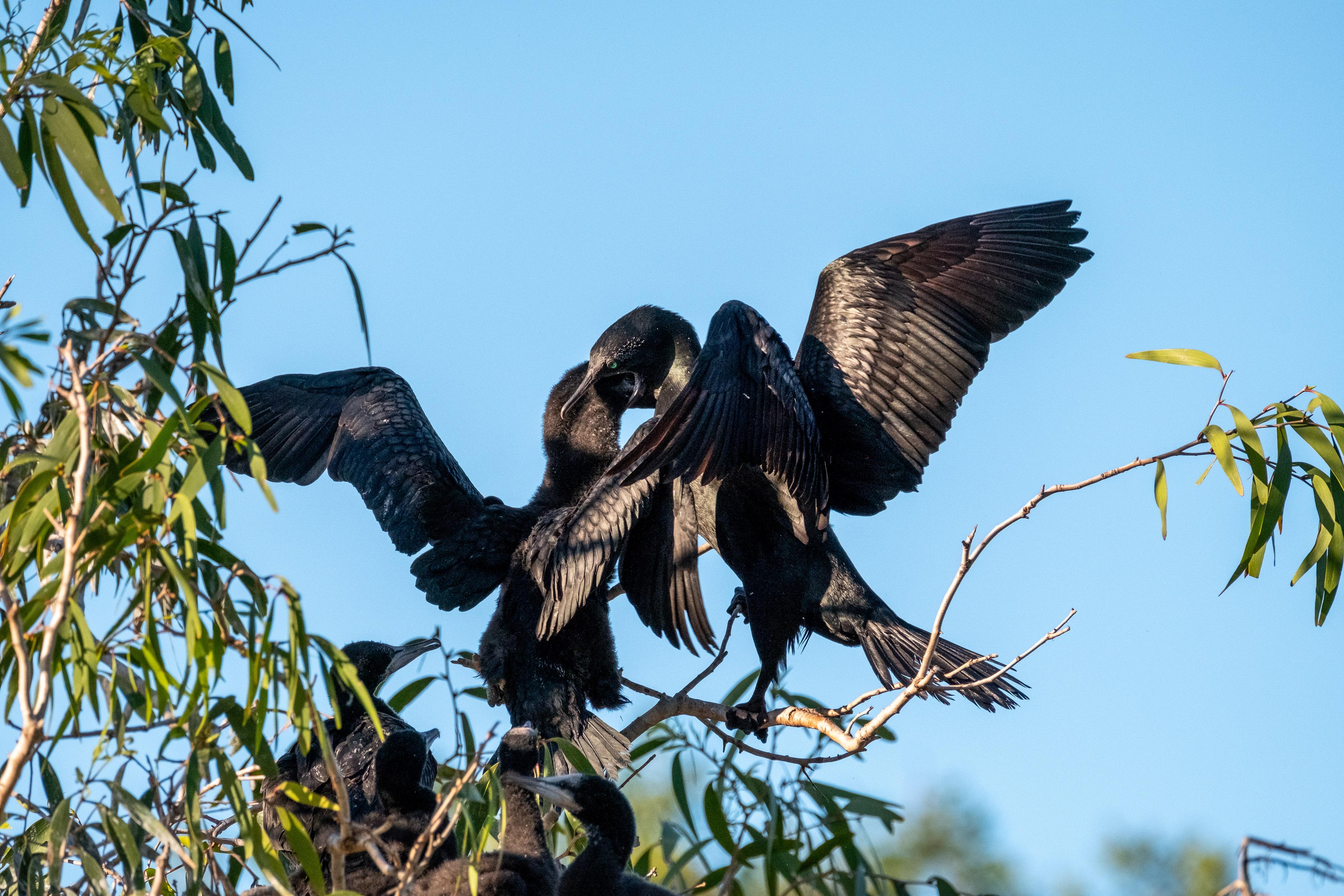 FUJIFILM X-H1 | XF100-400mmF4.5-5.6 R LM OIS WR | 400.0 mm | 1/1600 | f/7.1 | ISO 1000