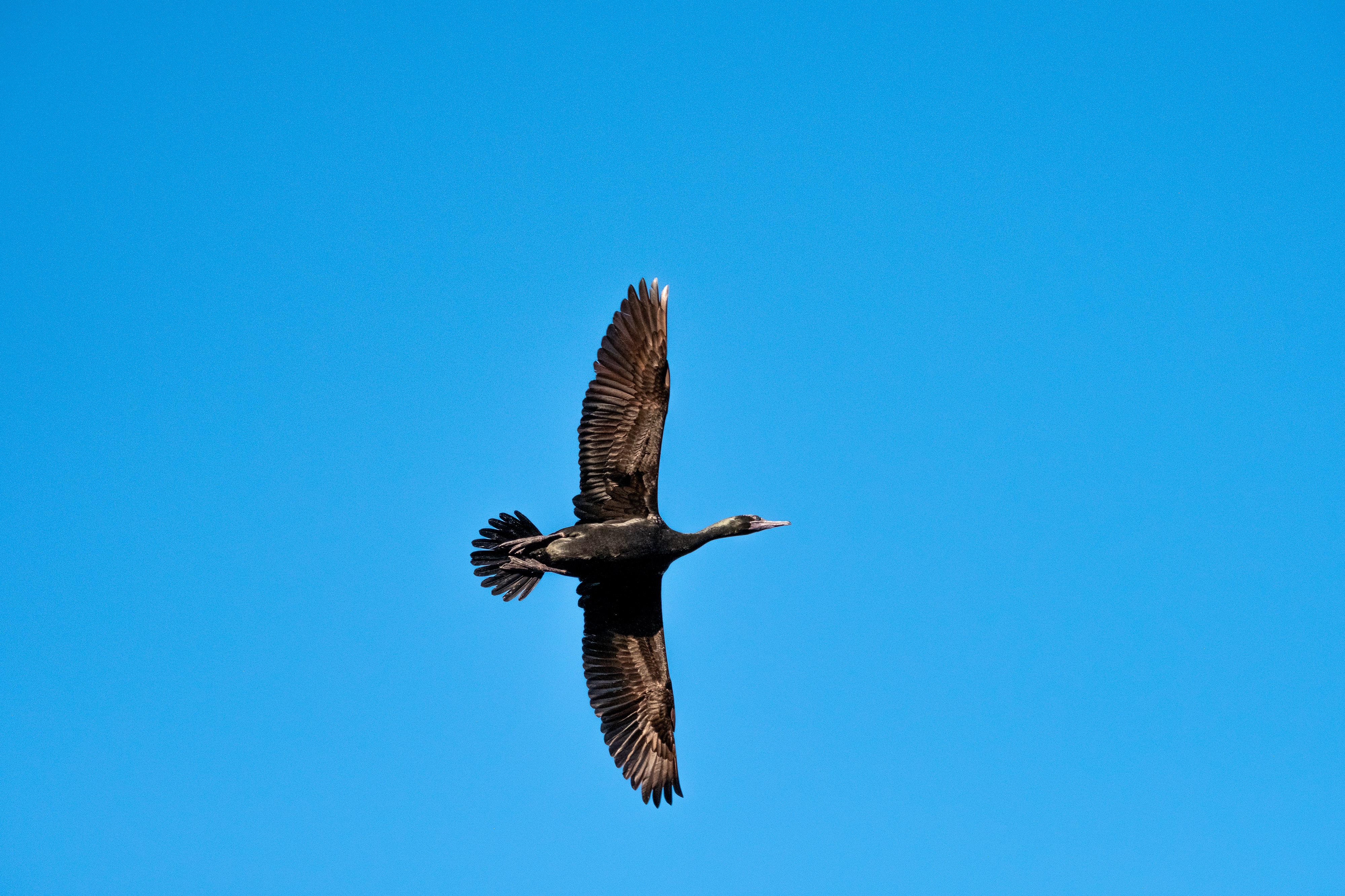 FUJIFILM X-H1 | XF100-400mmF4.5-5.6 R LM OIS WR | 132.9 mm | 1/1600 | f/7.1 | ISO 800