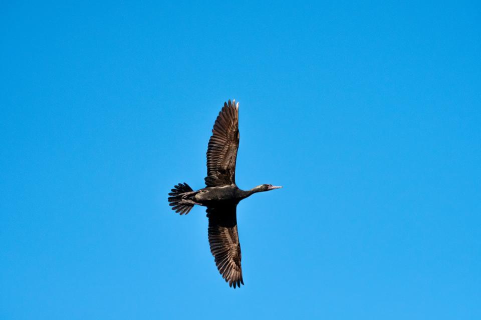 FUJIFILM X-H1 | XF100-400mmF4.5-5.6 R LM OIS WR | 132.9 mm | 1/1600 | f/7.1 | ISO 800