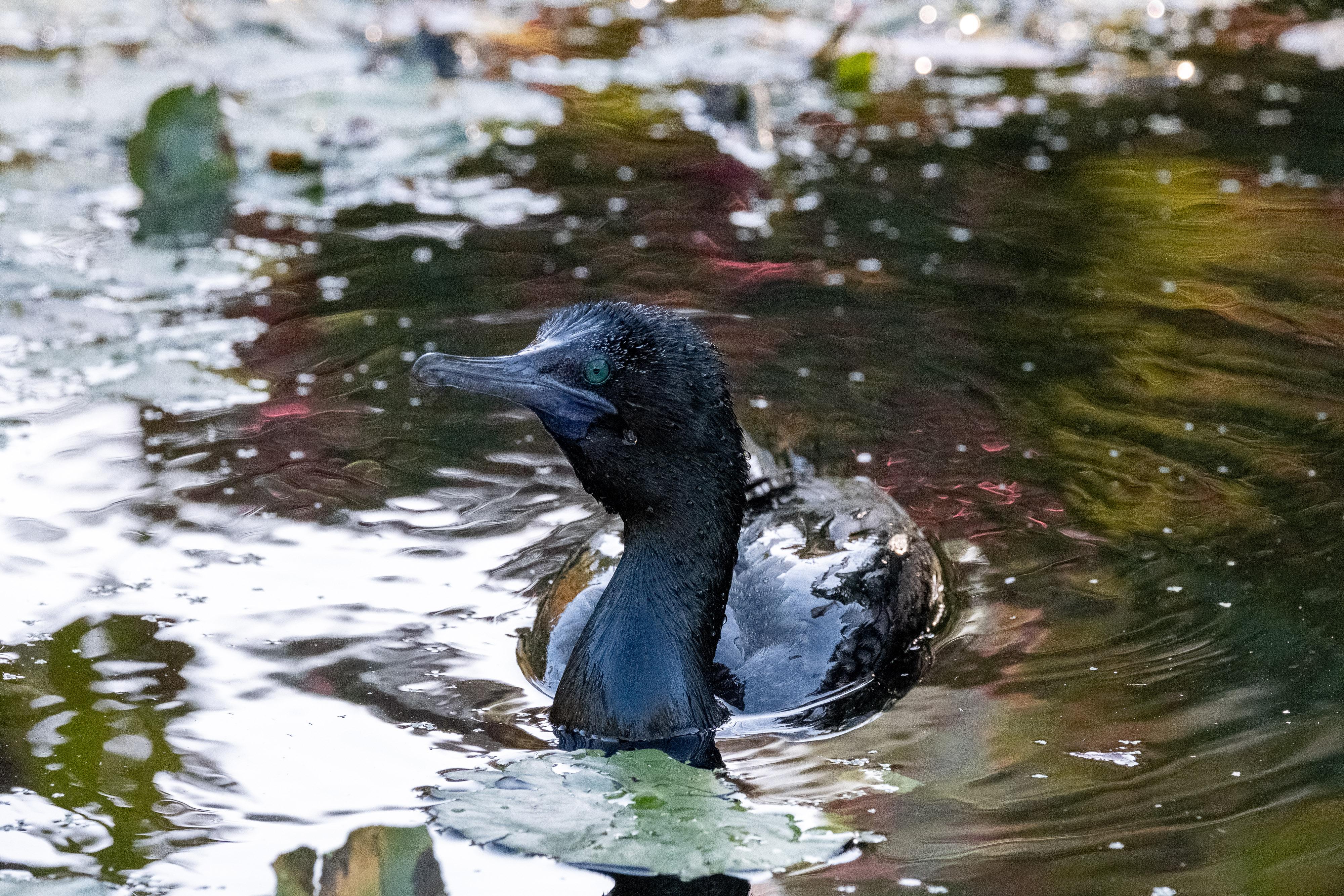 FUJIFILM X-H1 | XF100-400mmF4.5-5.6 R LM OIS WR | 234.8 mm | 1/1250 | f/7.1 | ISO 12800