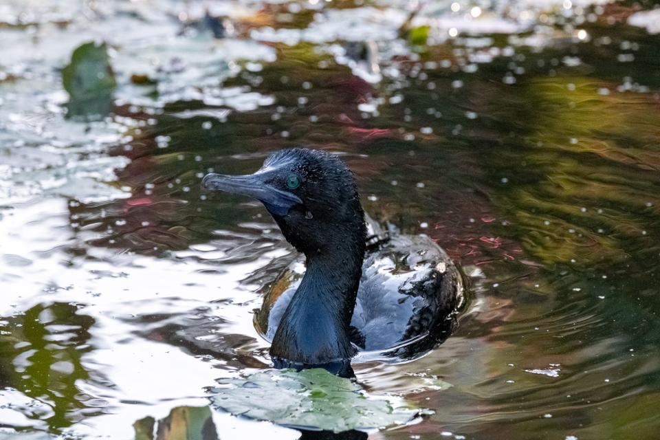 FUJIFILM X-H1 | XF100-400mmF4.5-5.6 R LM OIS WR | 234.8 mm | 1/1250 | f/7.1 | ISO 12800