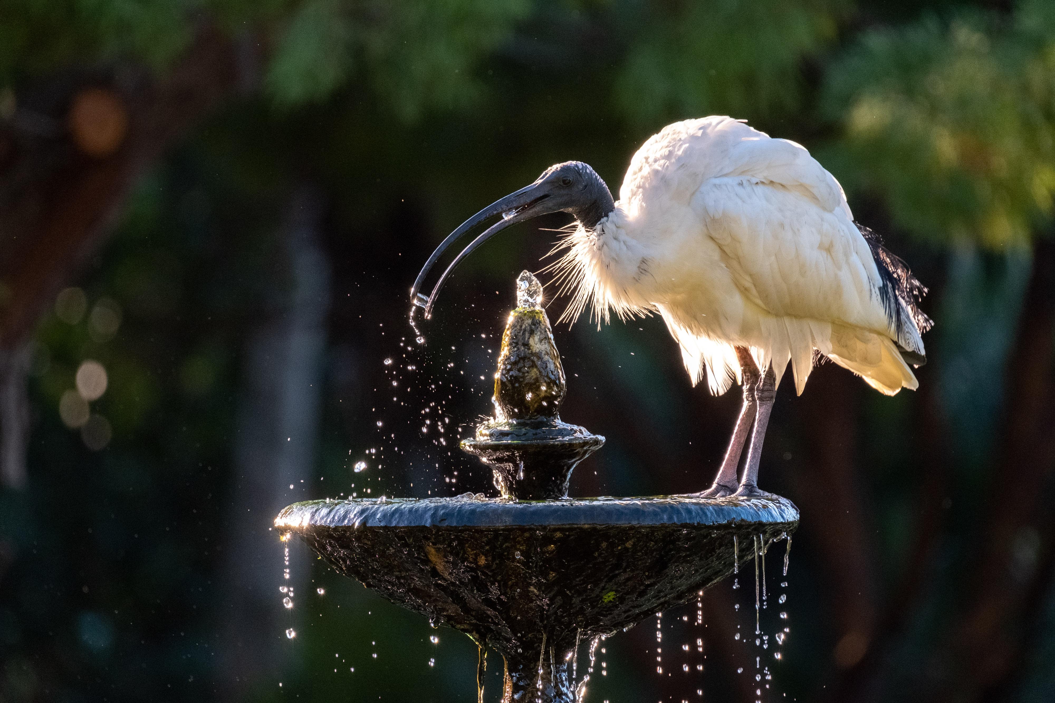 FUJIFILM X-H1 | XF100-400mmF4.5-5.6 R LM OIS WR | 400.0 mm | 1/800 | f/6.4 | ISO 4000