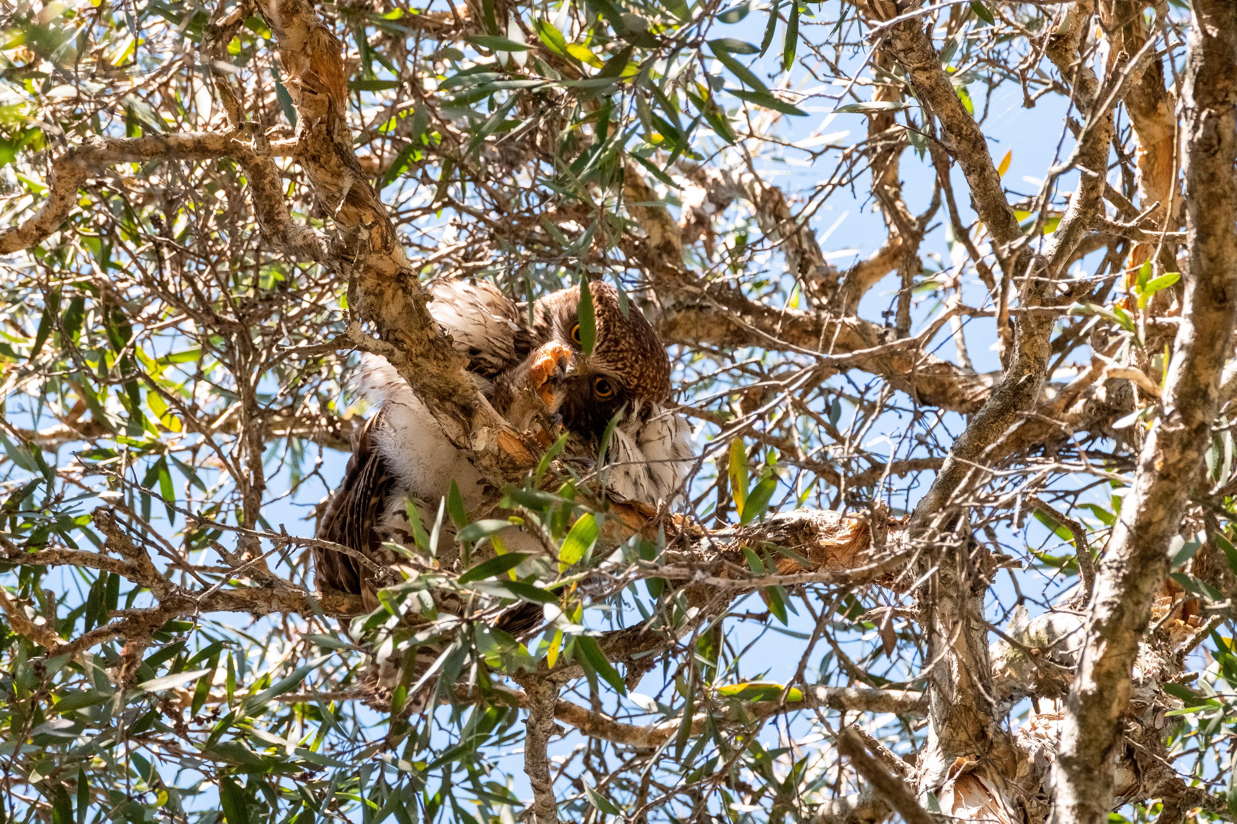 FUJIFILM X-H1 | XF100-400mmF4.5-5.6 R LM OIS WR | 372.6 mm | 1/500 | f/8 | ISO 1000