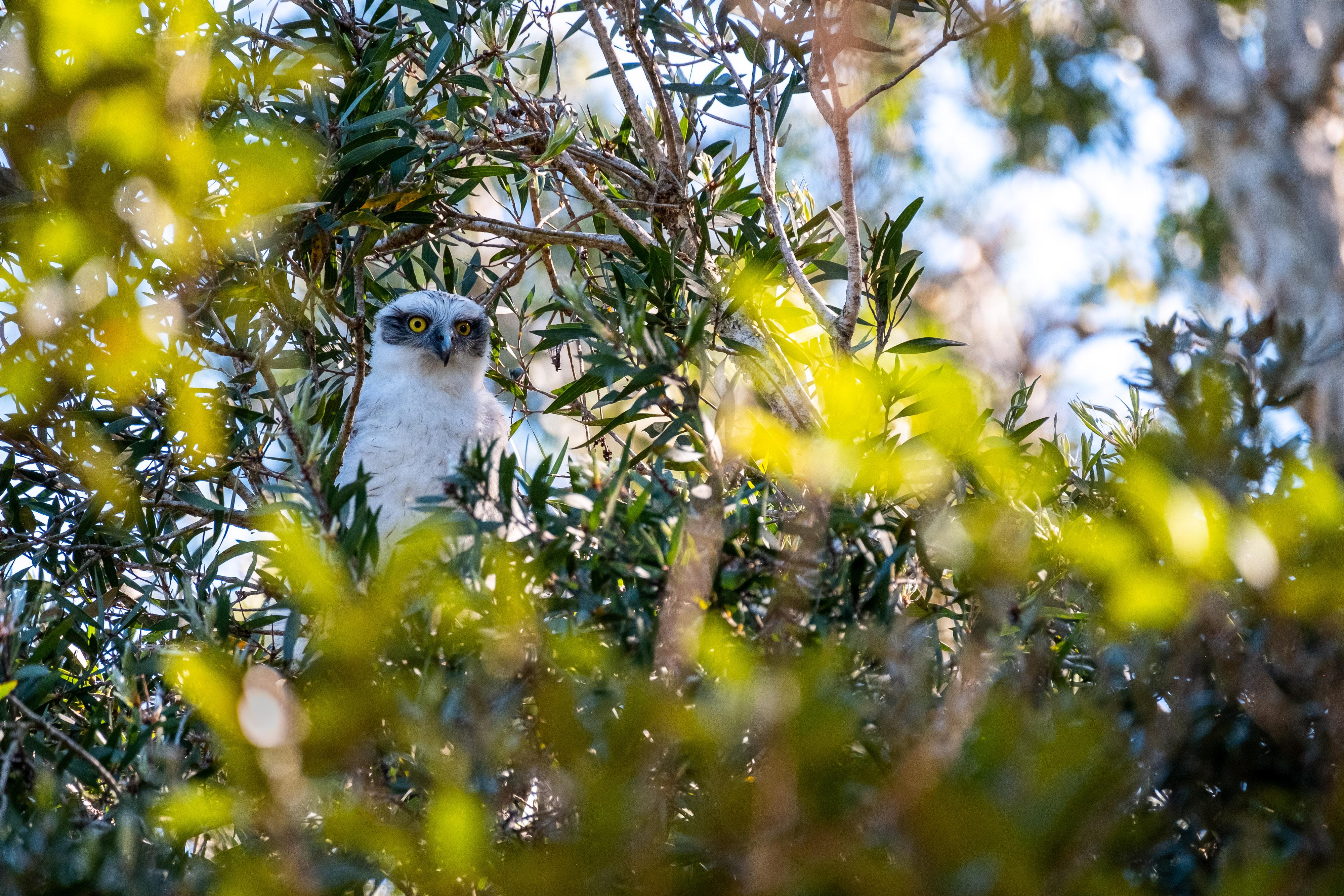FUJIFILM X-H1 | XF100-400mmF4.5-5.6 R LM OIS WR | 400.0 mm | 1/320 | f/5.6 | ISO 640